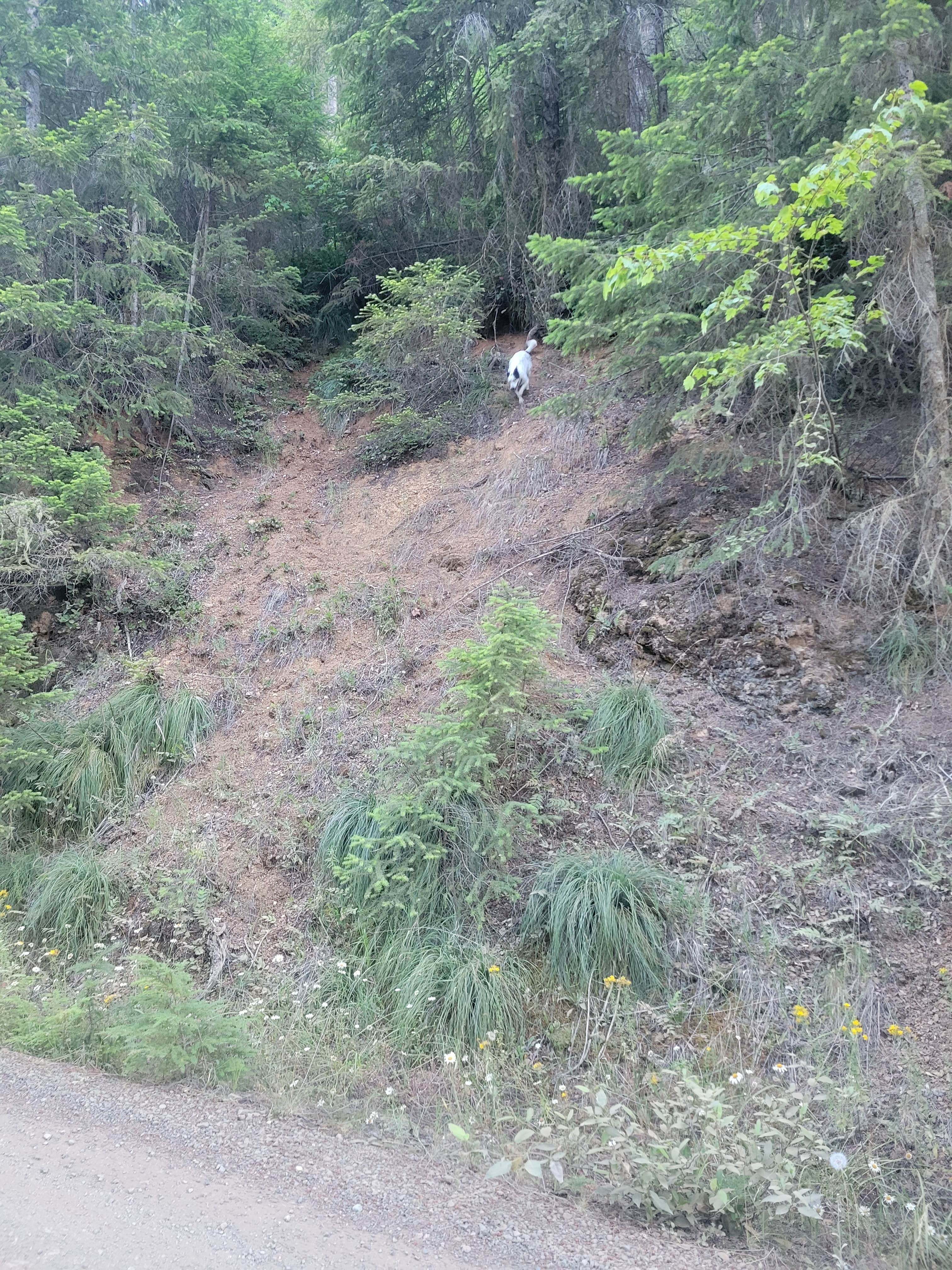 goose10091203's photo of camping with pets at NF-2419 Dispersed Site near Seabeck, WA