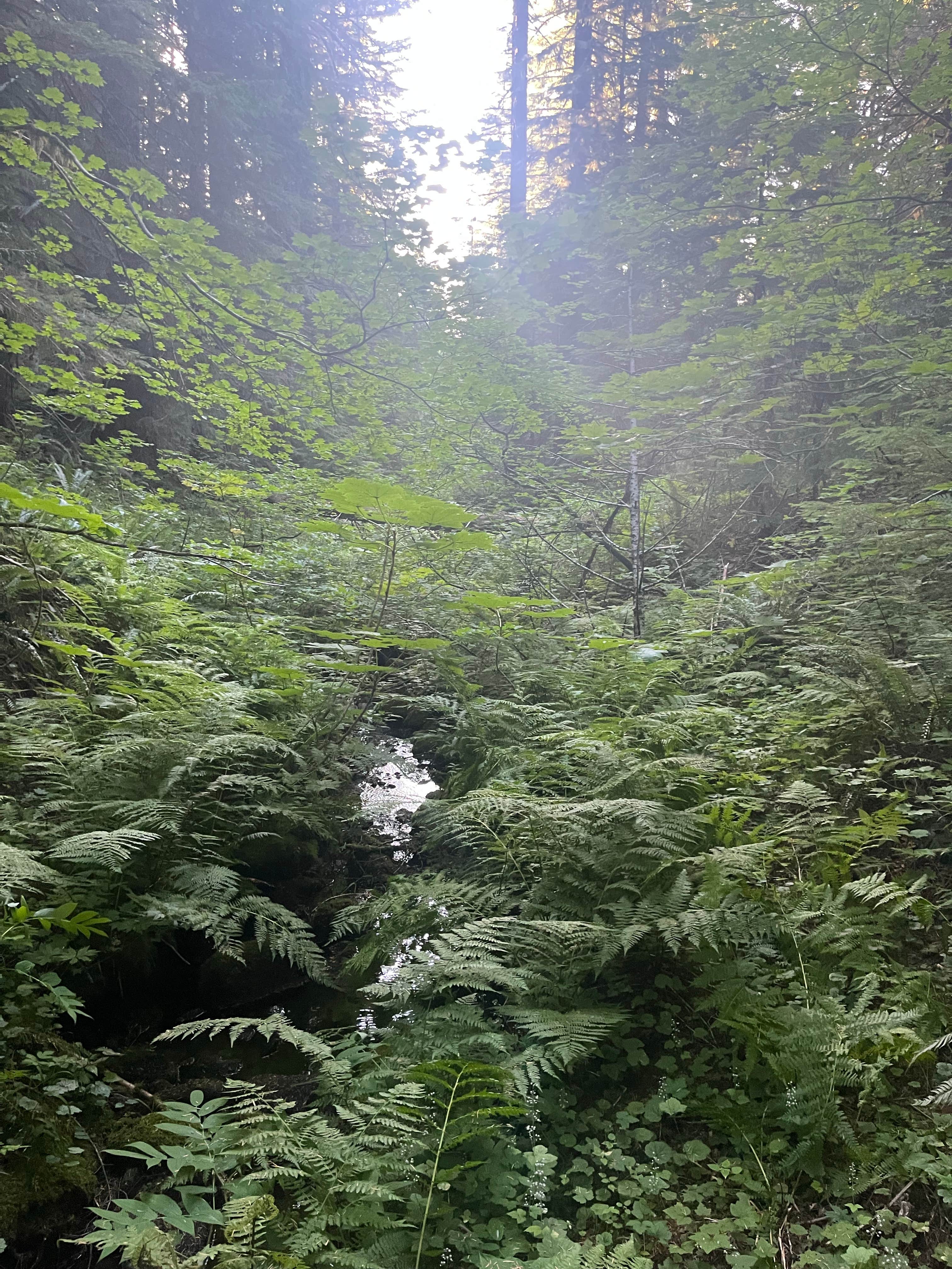 Camper-submitted photo at NF-52 Dispersed Camping near Lake Tapps, WA