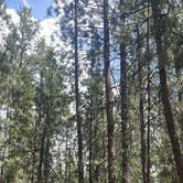 Review photo of NF-70 Dispersed Camping Near Crater Lake NP by Nat P., June 11, 2025