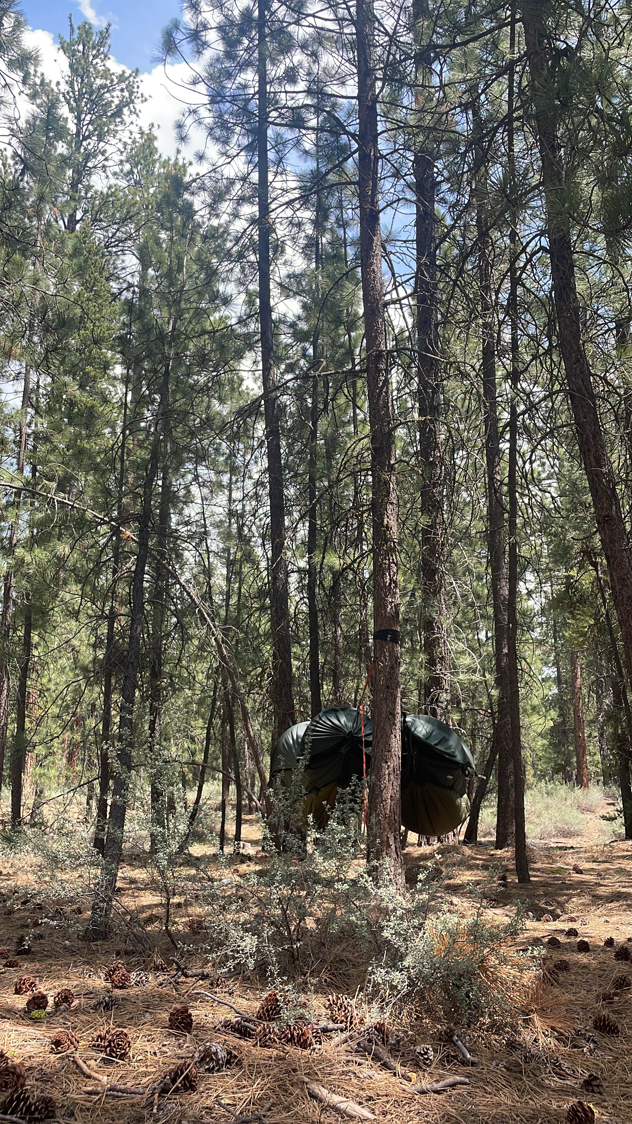 Camper submitted image from NF-70 Dispersed Camping Near Crater Lake NP - 5