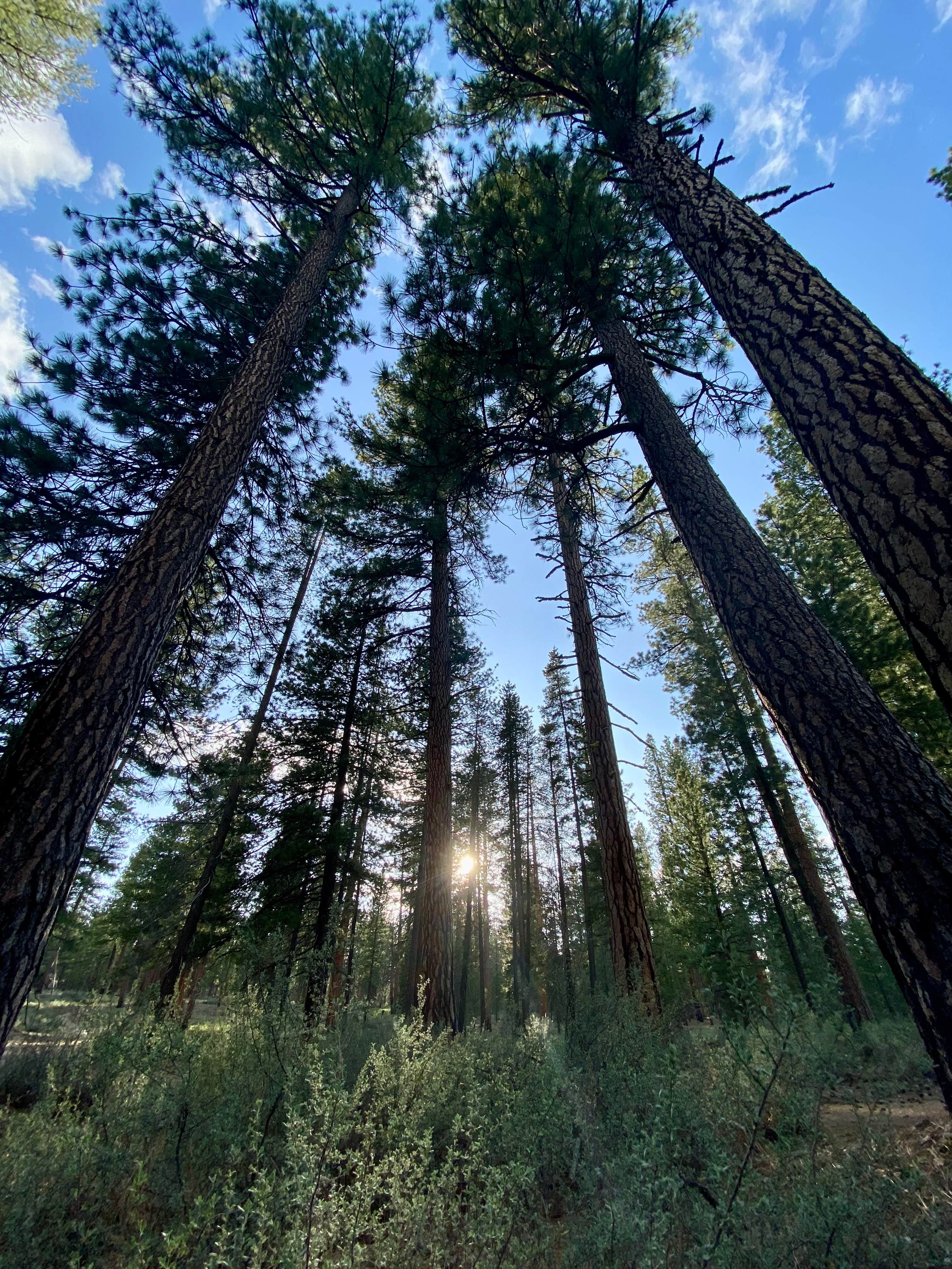 Camper-submitted photo at NF-70 Dispersed Camping Near Crater Lake NP near Crater Lake National Park