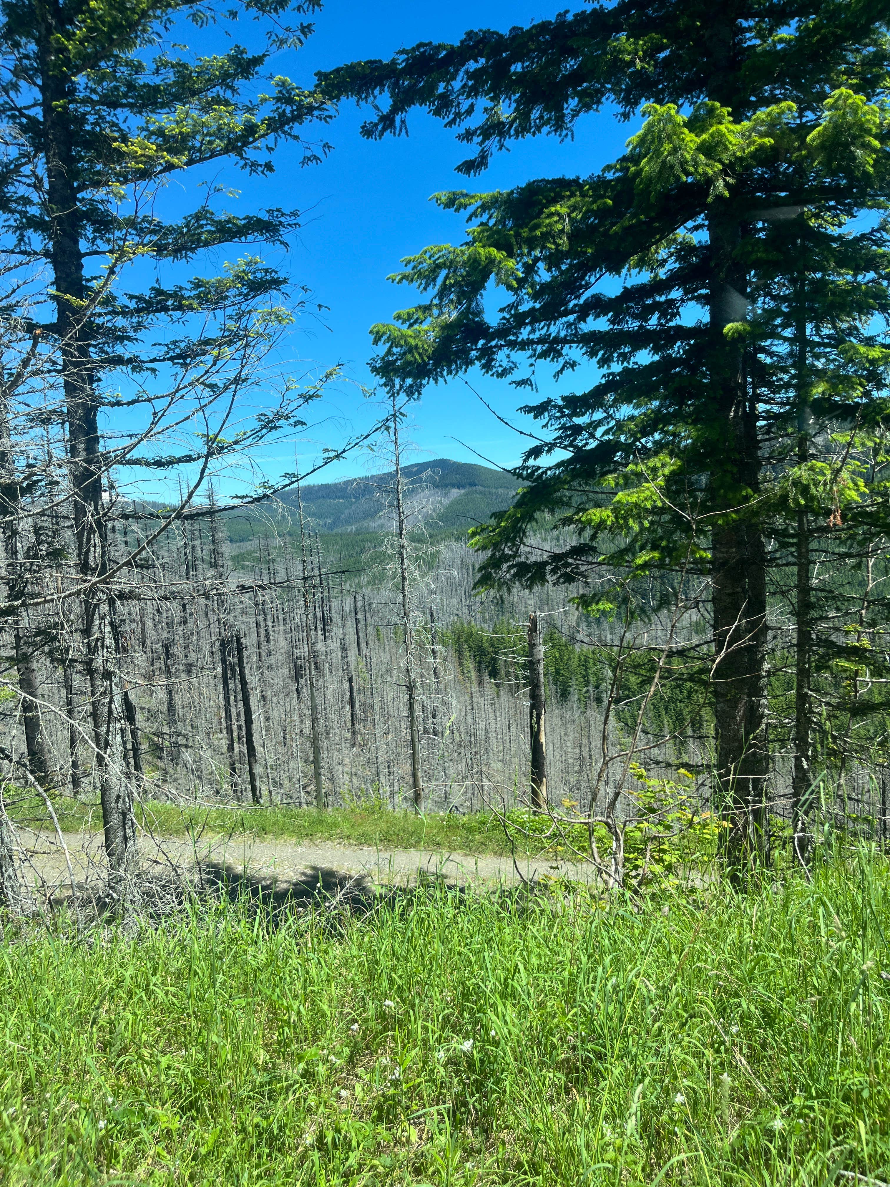 Camper-submitted photo at Gifford Pinchot National Forest Dispersed Site near Battle Ground, WA