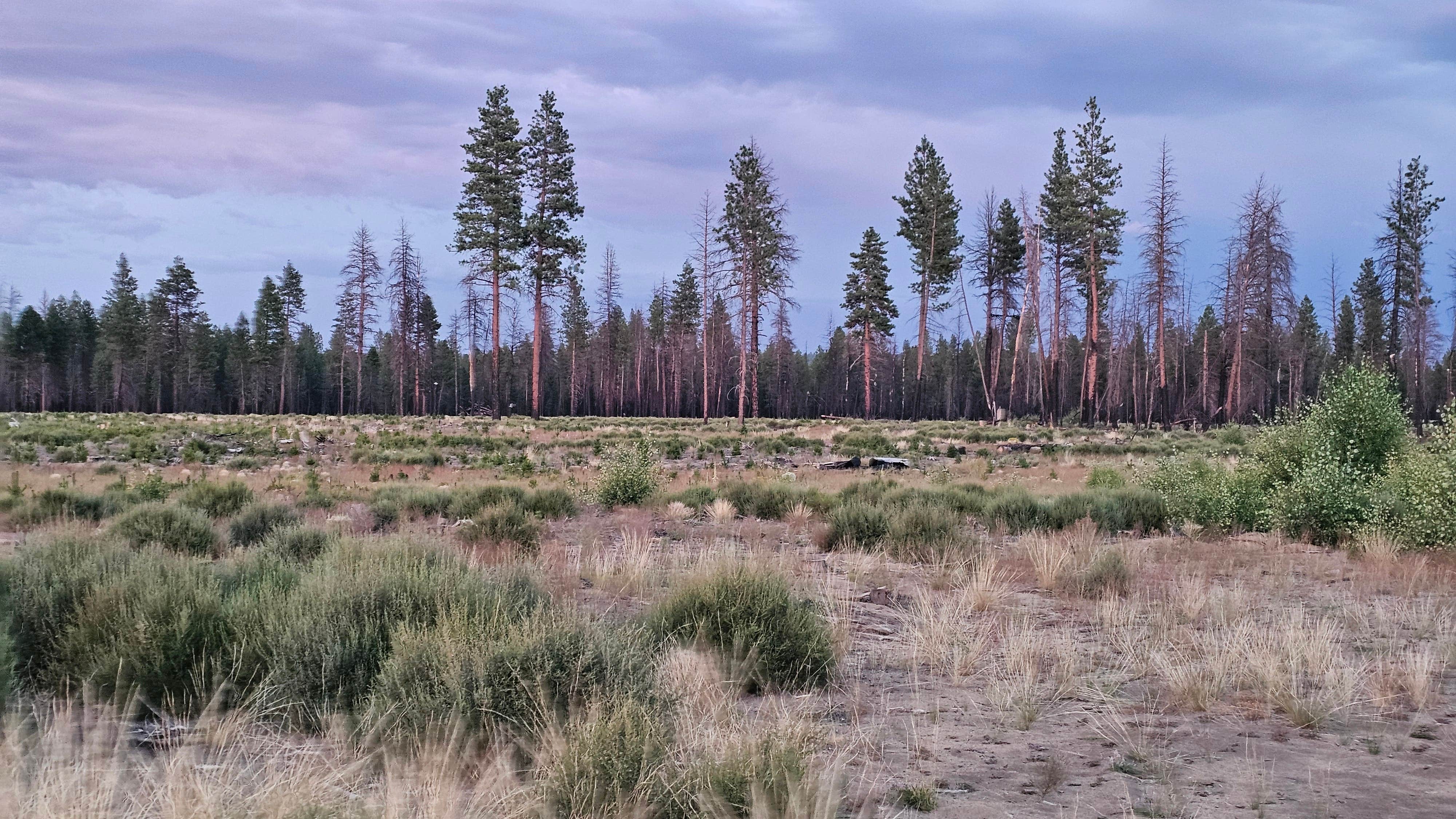 Camper-submitted photo at NF-9730 near Klamath Falls, OR