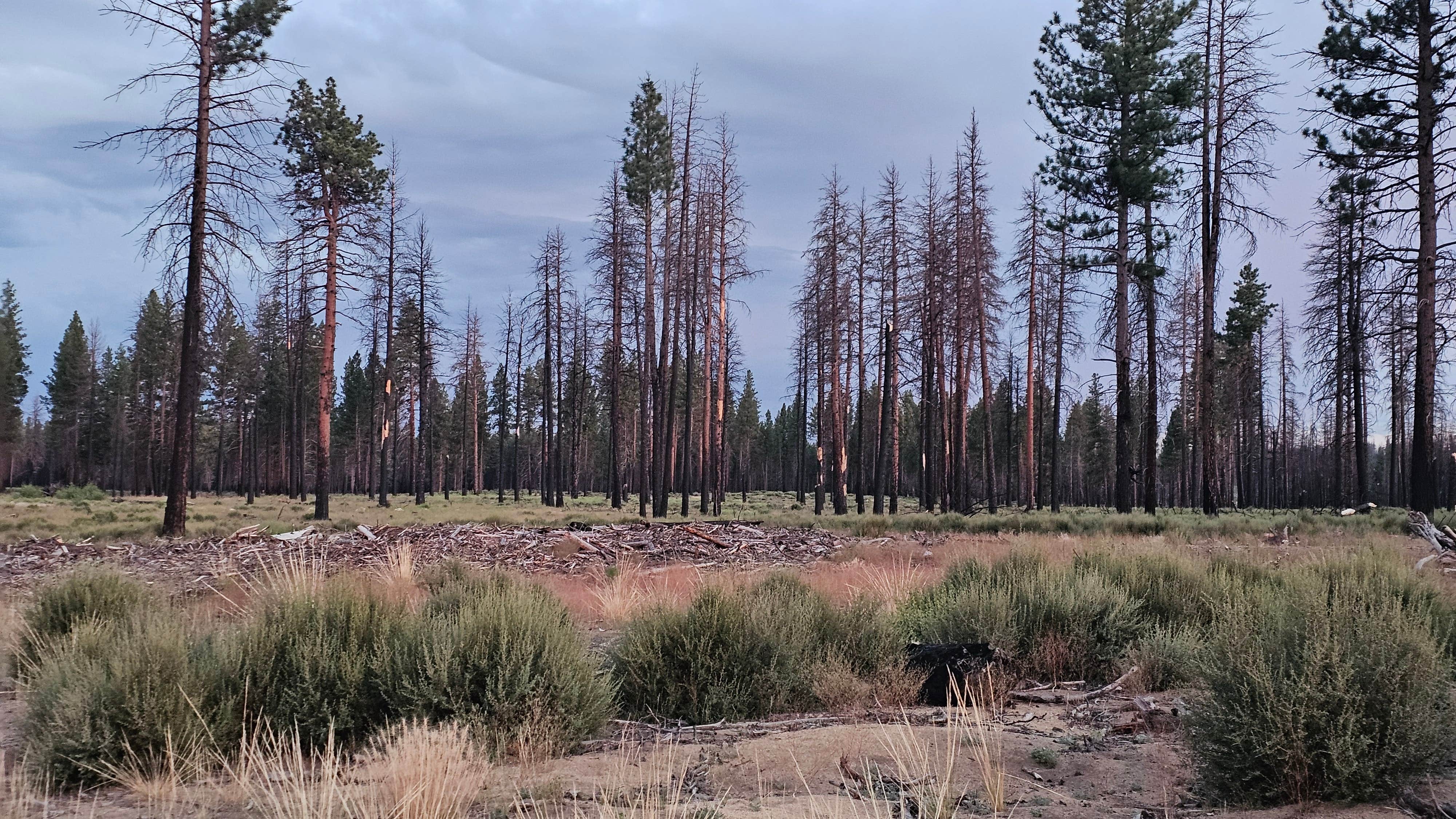 Camper-submitted photo at NF-9730 near Klamath Falls, OR