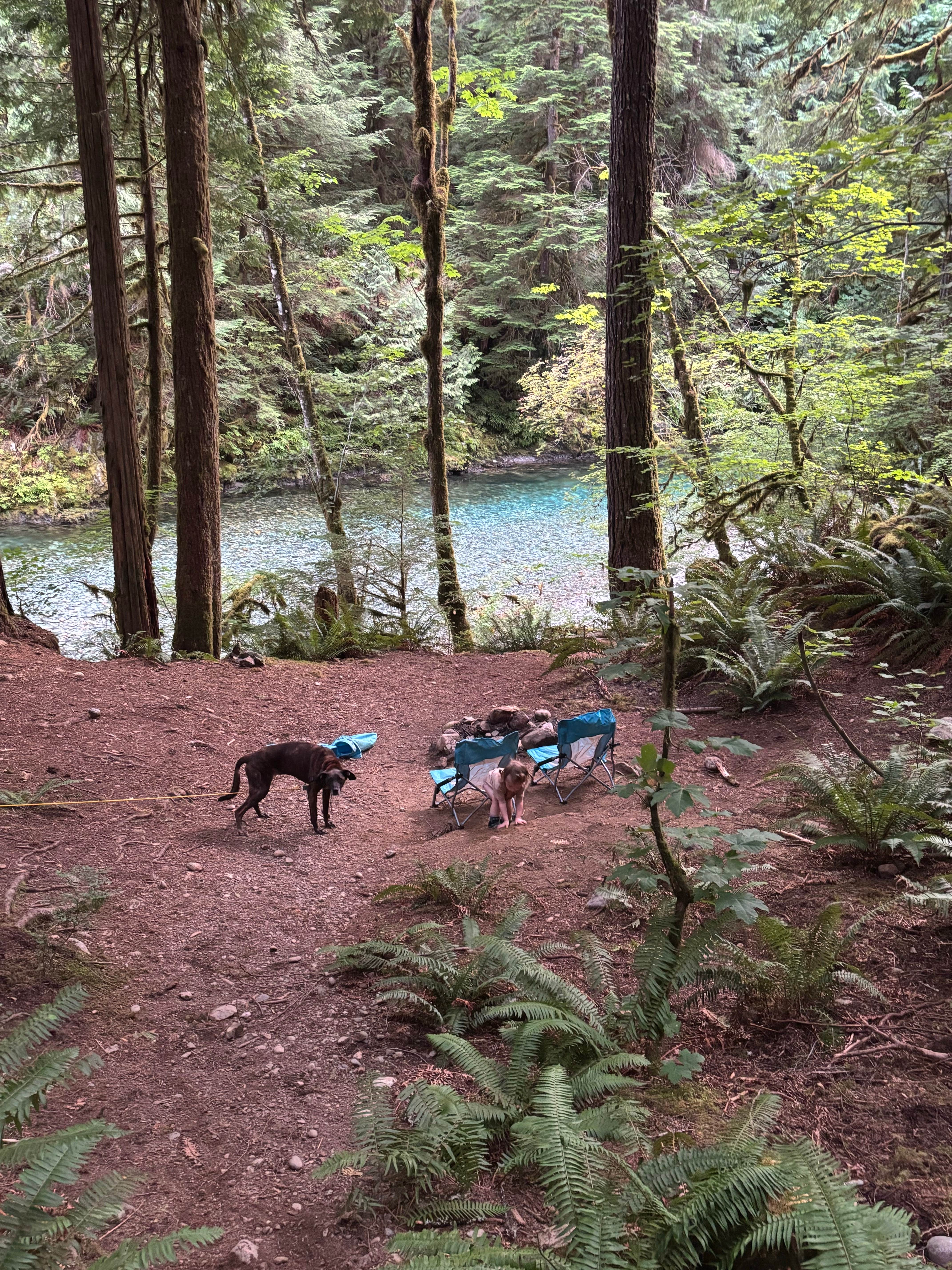Jacob R.'s photo of camping with pets at NF Dispersed Camping near Concrete, WA