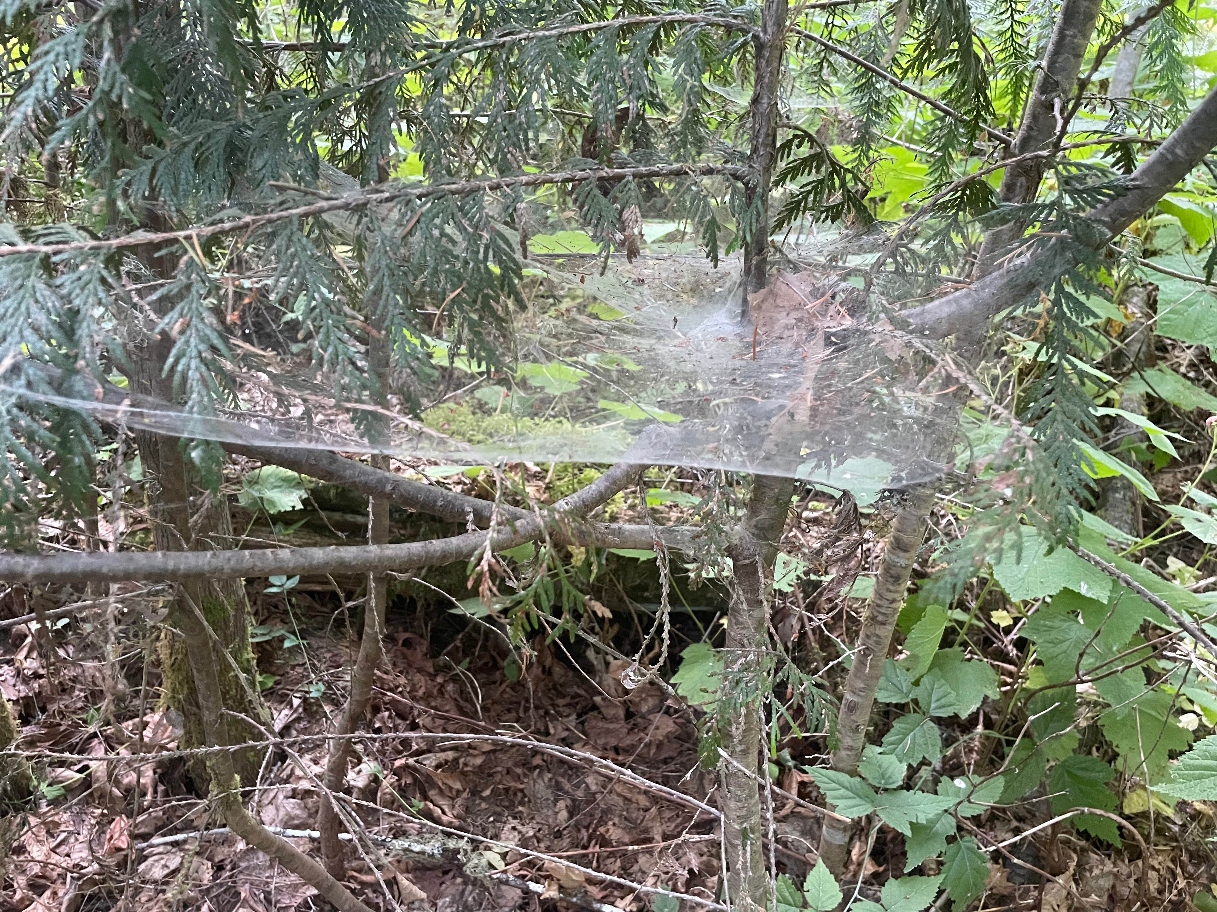 Camper submitted image from NF Dispersed Camping - 1