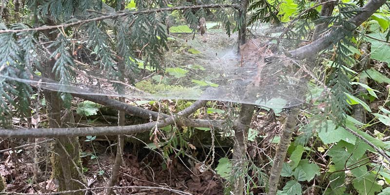 Camper submitted image from NF Dispersed Camping