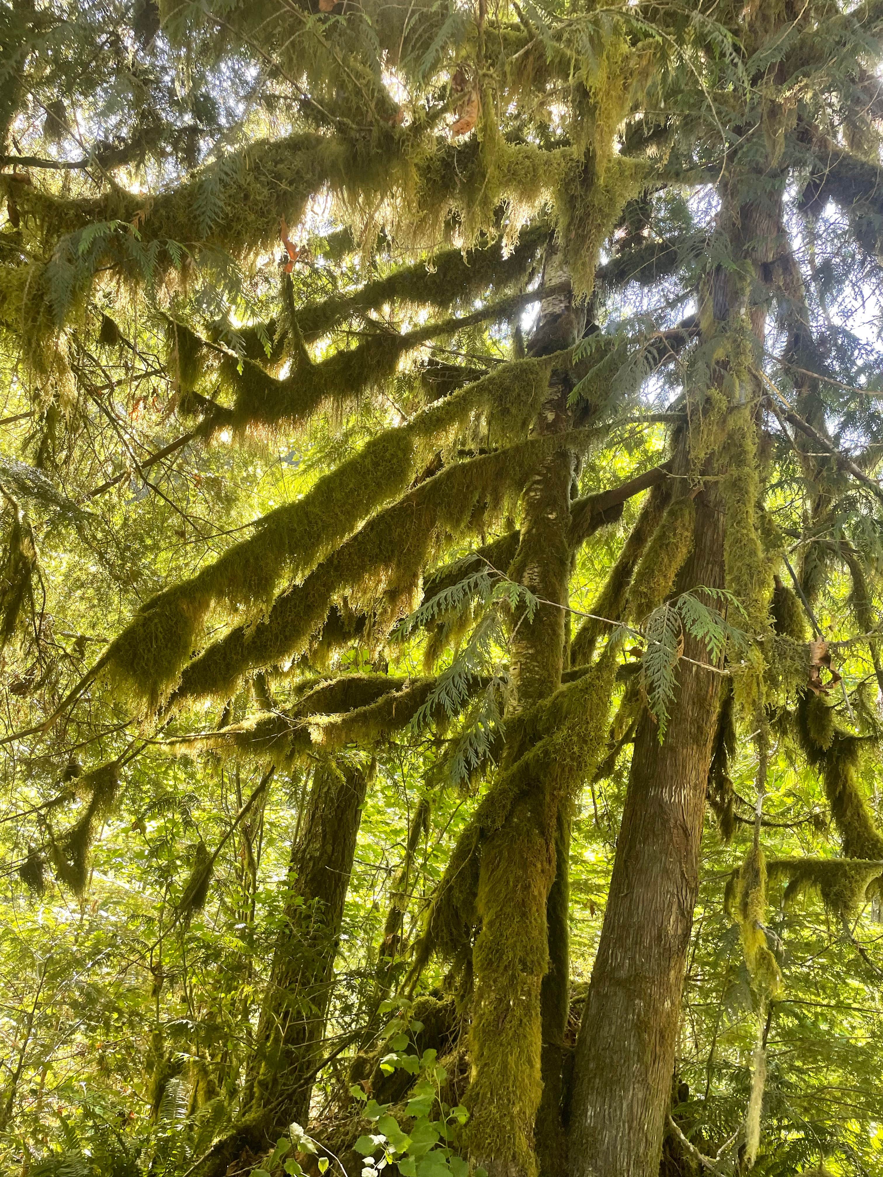 Camper-submitted photo at NF Dispersed Camping near Lake Chelan National Recreation Area