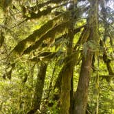 Review photo of NF Dispersed Camping by Truly W., July 11, 2025