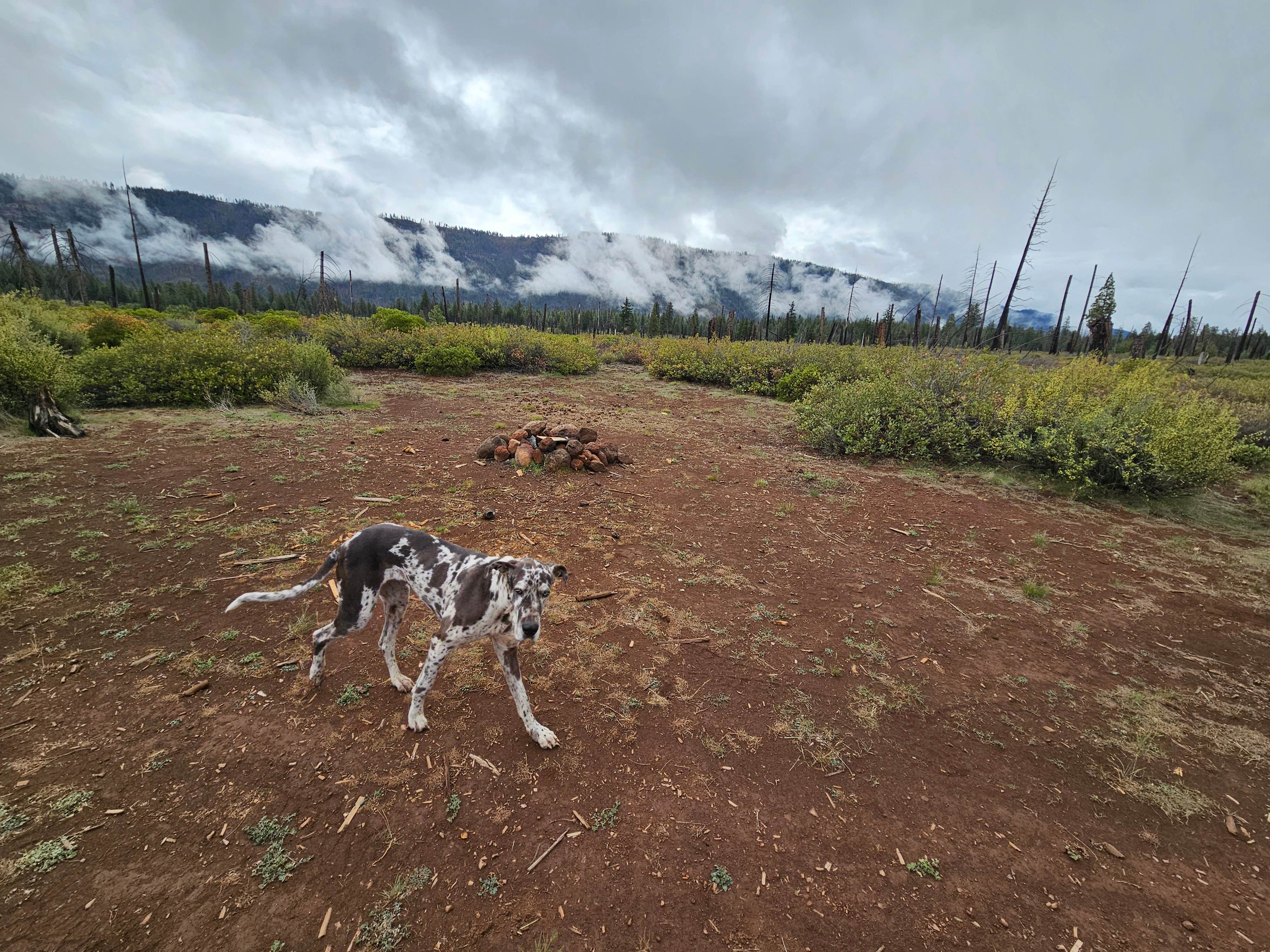 Camping near Little Nash Sno-Park: NF970 - Brasseur's Butte, Camp Sherman, Oregon