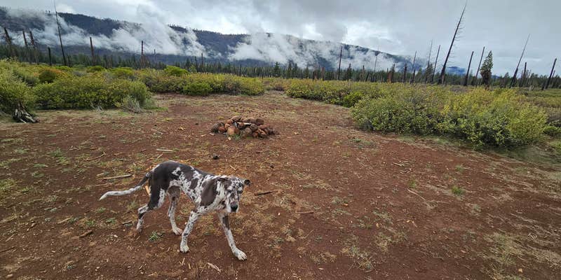 Camper submitted image from NF970 - Brasseur's Butte