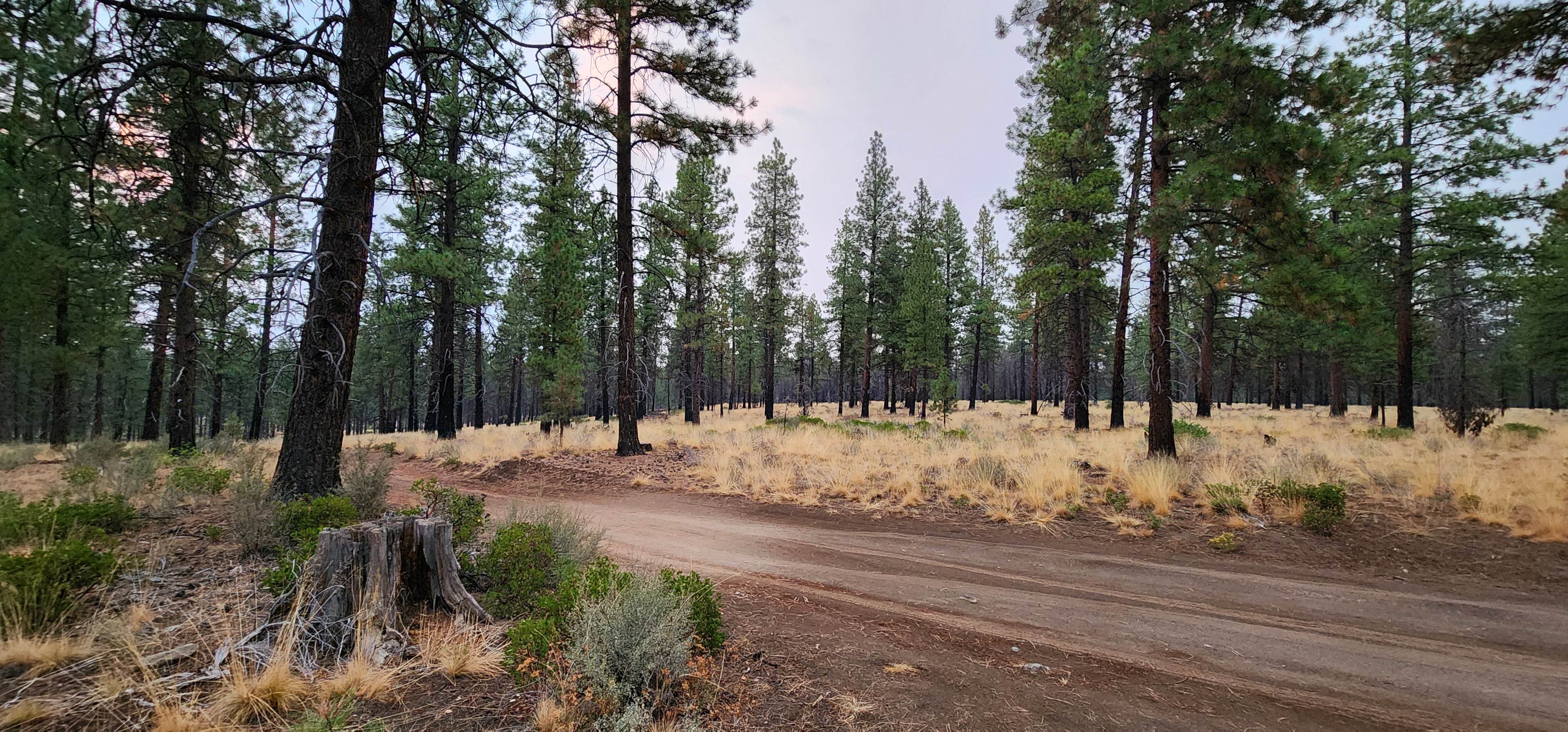 Camper-submitted photo at NFD-4604 Dispersed Camping near Bend, OR