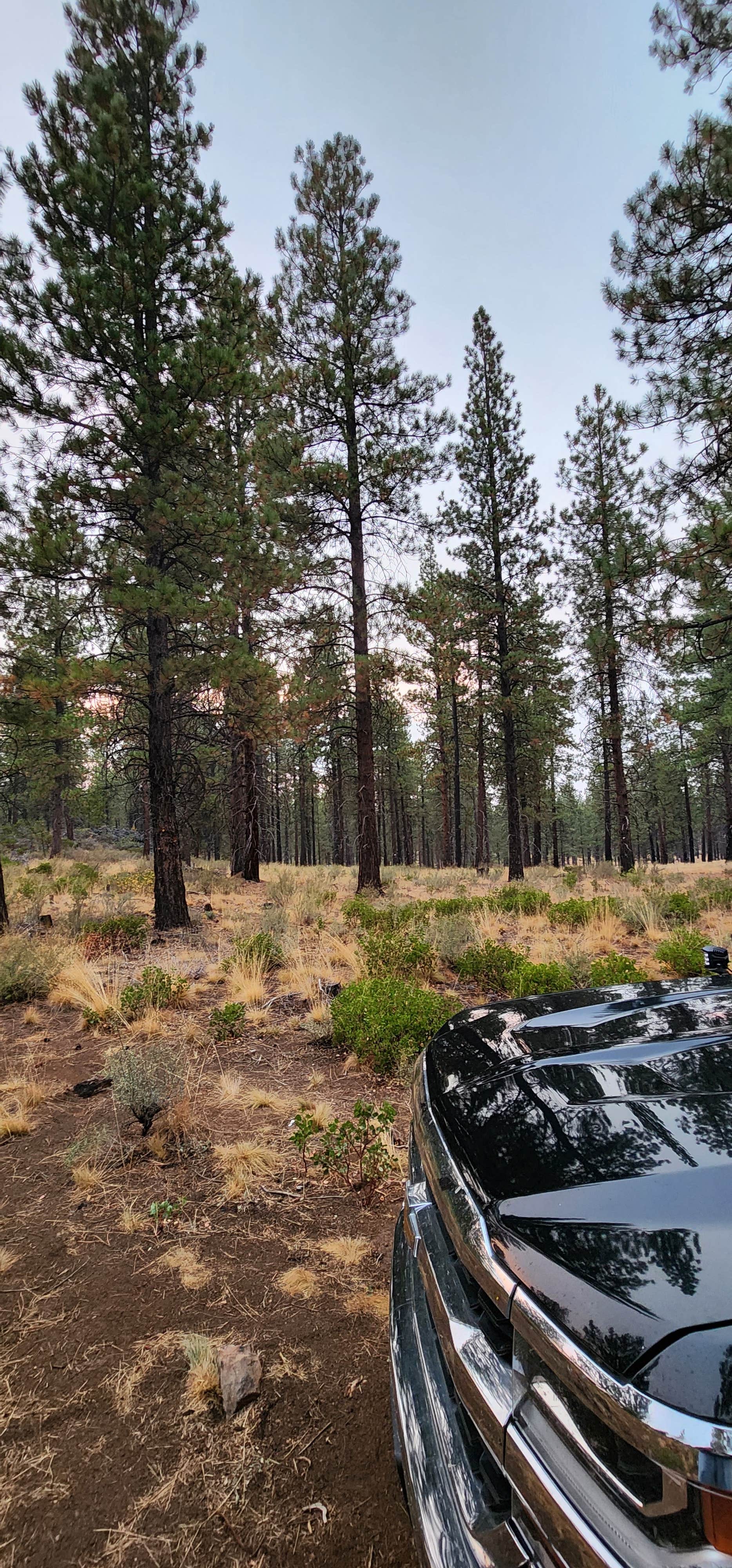 Camper-submitted photo at NFD-4604 Dispersed Camping near Bend, OR