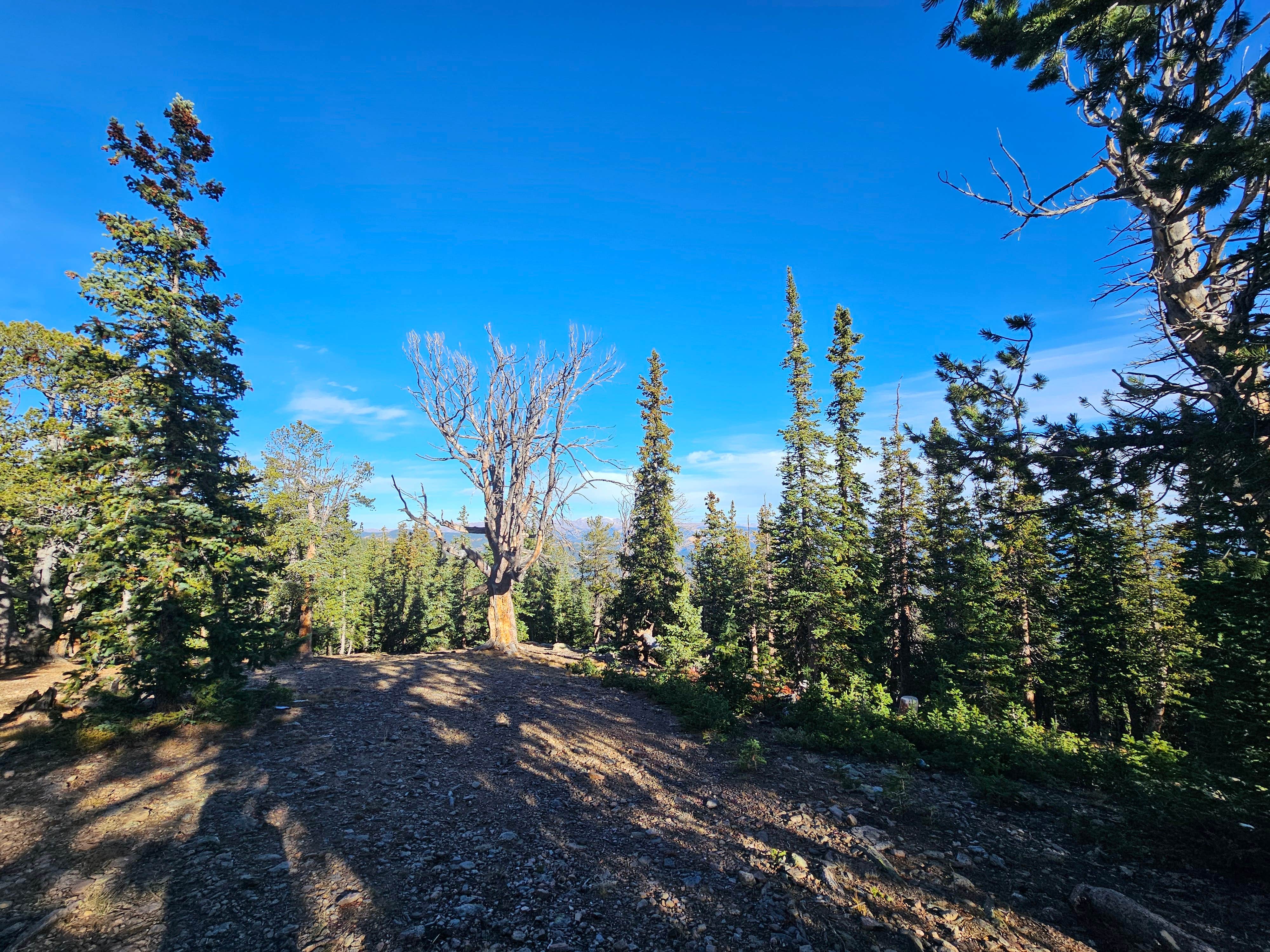 Camper-submitted photo at Nice Pull Off Dispersed Site near Conifer, CO