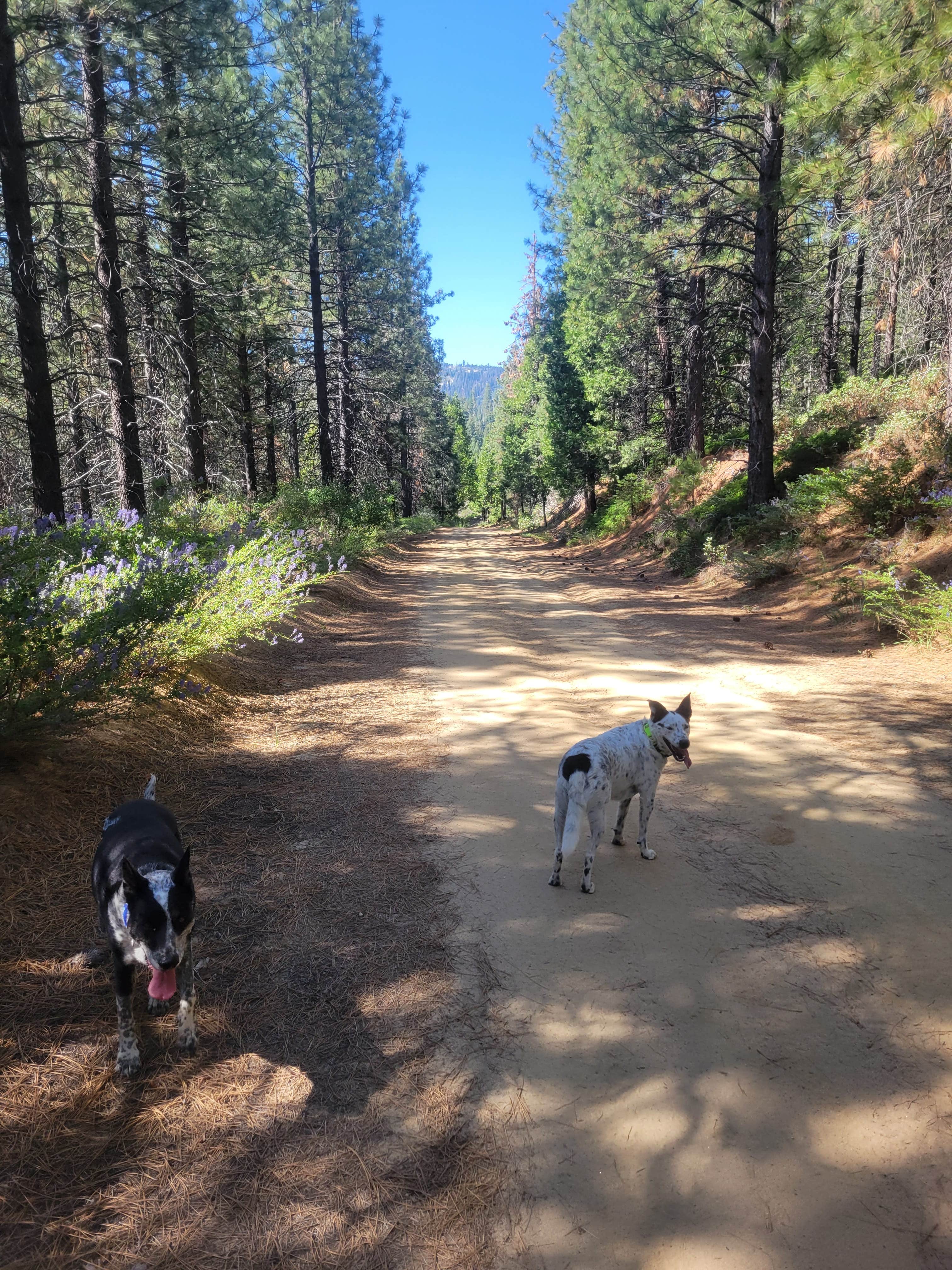 goose10091203's photo of camping with pets at Forest Road 13S02 Dispersed Site near Hume, CA