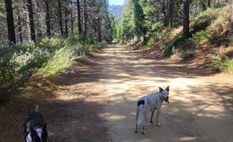 goose10091203's photo of camping with pets at Forest Road 13S02 Dispersed Site near Sequoia and Kings Canyon National Parks