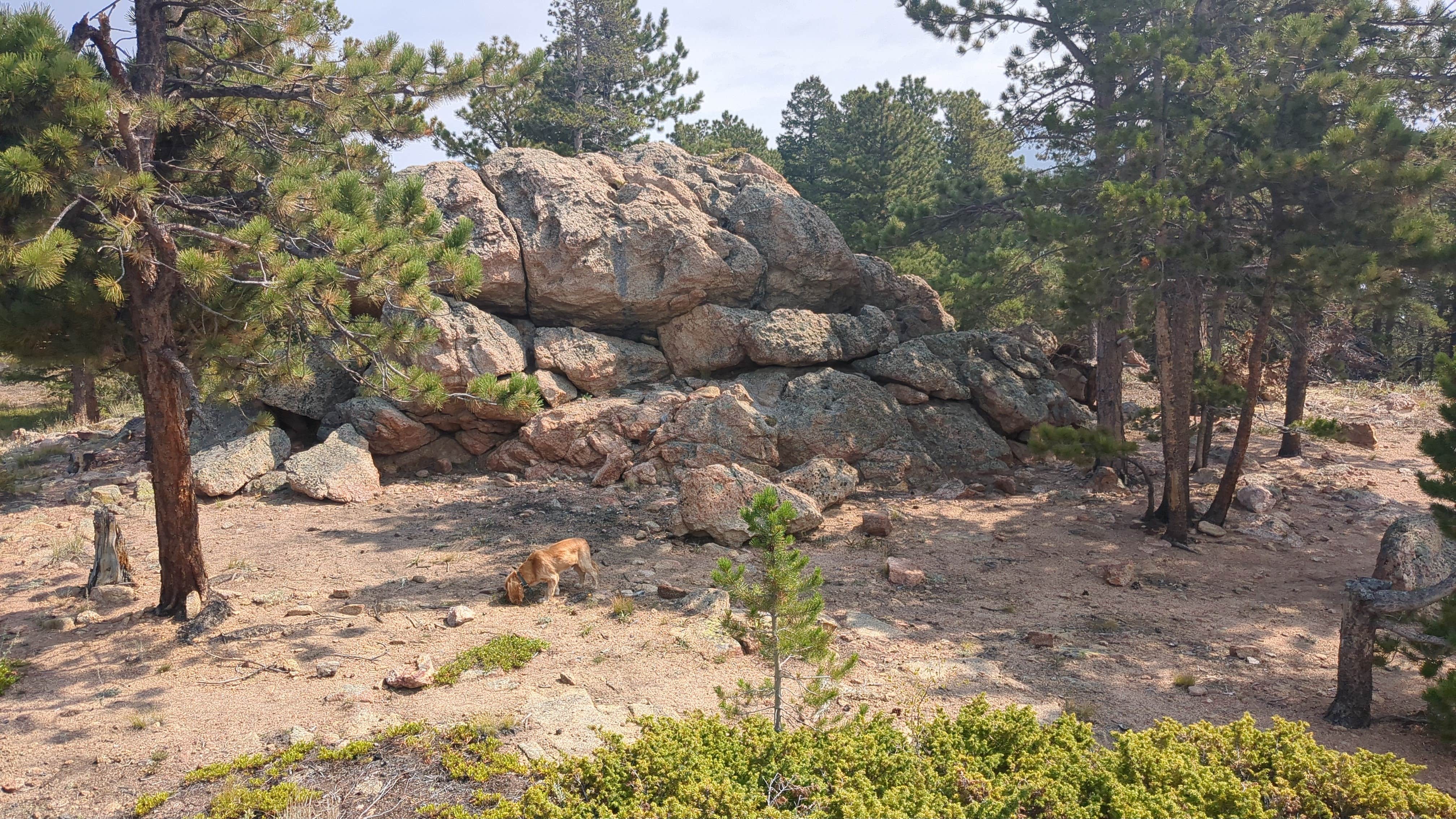 David M.'s photo of camping with pets at Nice view of Gold Lake near Boulder, CO