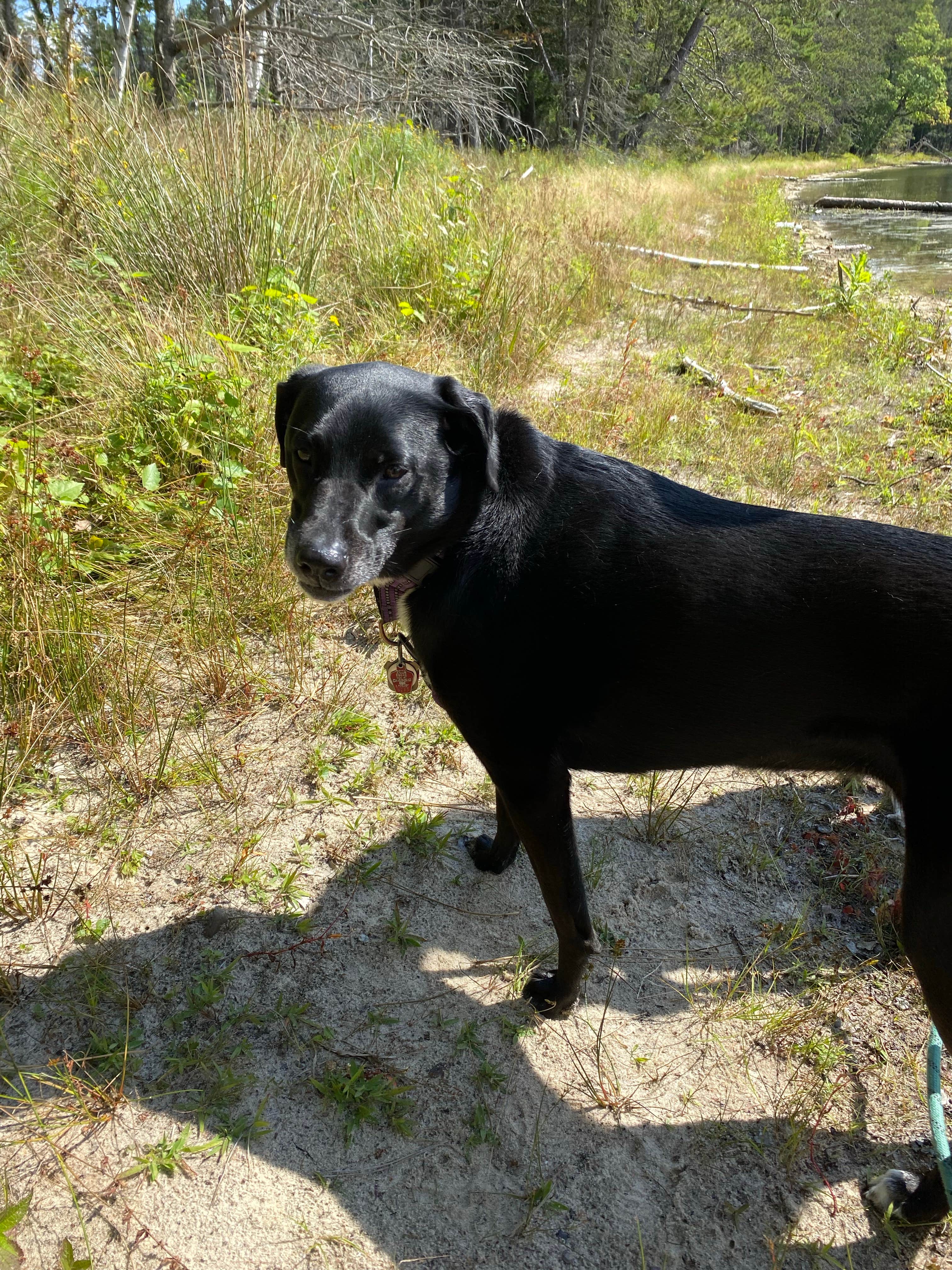Kay K.'s photo of camping with pets at Nicolet National Forest Luna-White Deer Campground near Alpha, MI