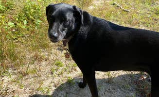 Kay K.'s photo of camping with pets at Nicolet National Forest Luna-White Deer Campground near Gleason, WI