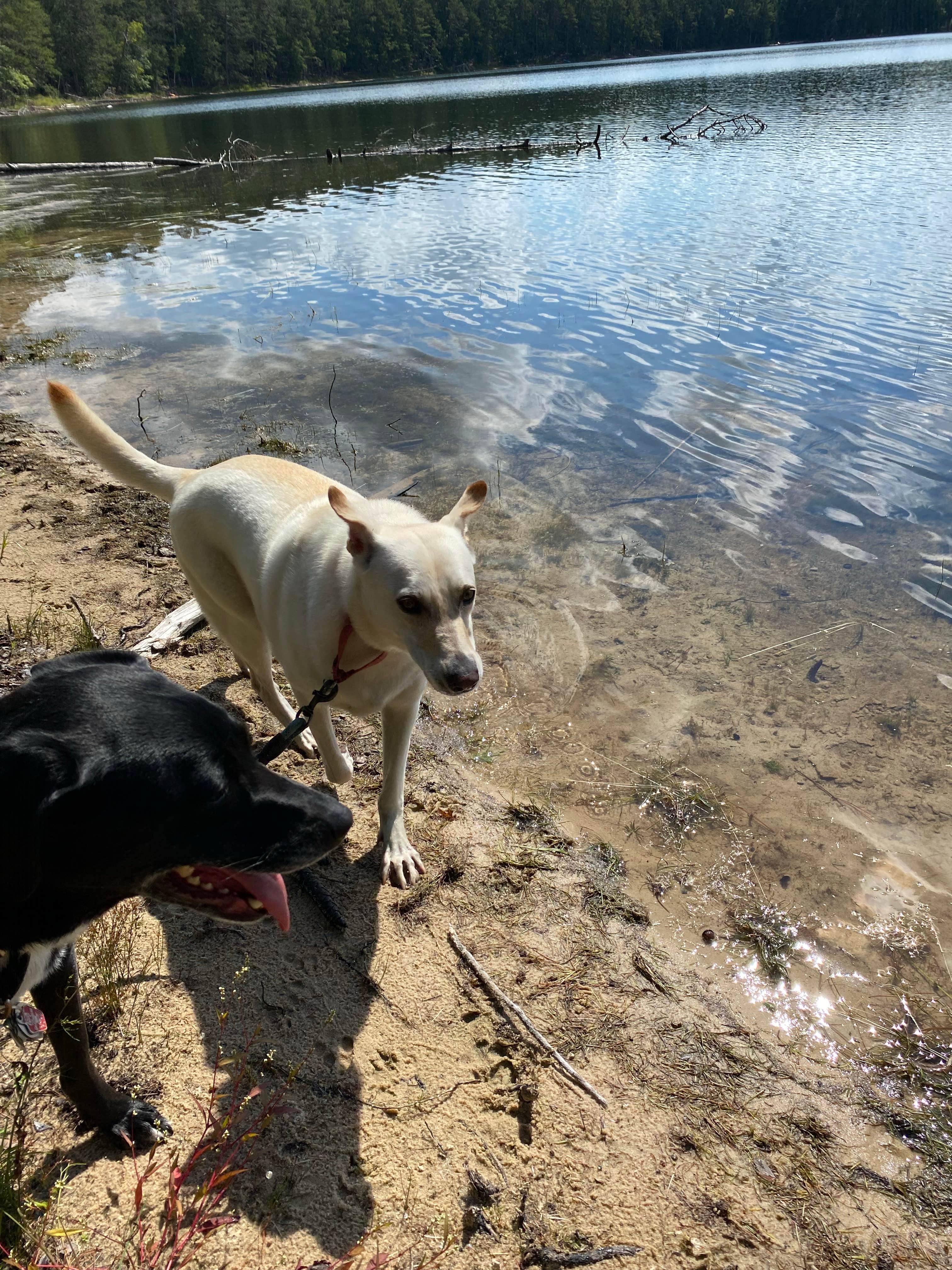 Kay K.'s photo of camping with pets at Nicolet National Forest Luna-White Deer Campground near Iron River, MI