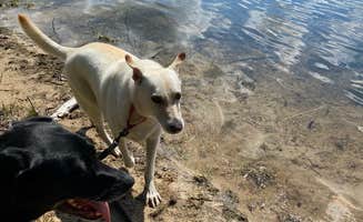 Kay K.'s photo of camping with pets at Nicolet National Forest Luna-White Deer Campground near Summit Lake, WI