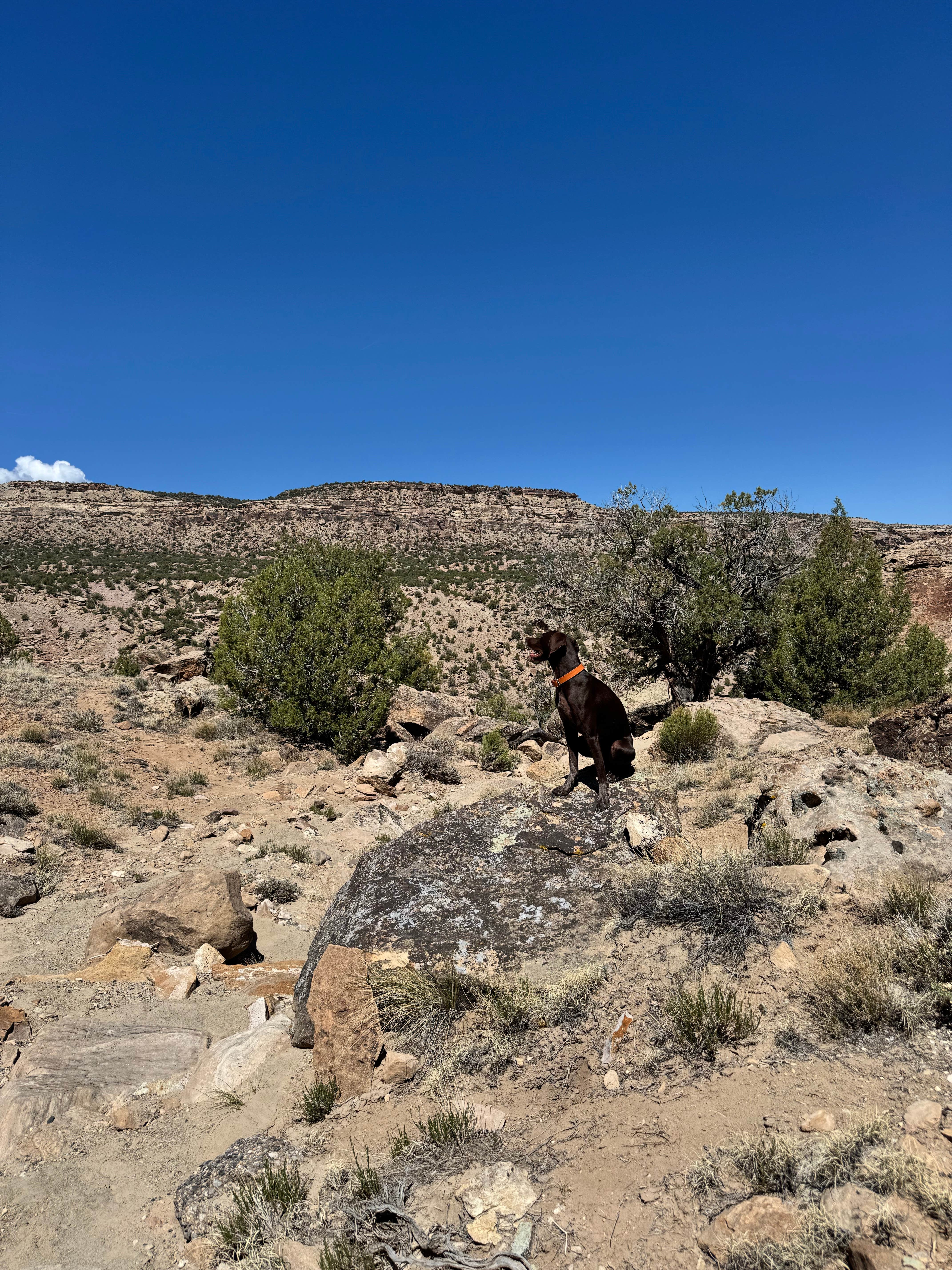 Kristin C.'s photo of camping with pets at Nine Mile Hill near Palisade, CO