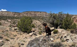 Kristin C.'s photo of camping with pets at Nine Mile Hill near Glade Park, CO