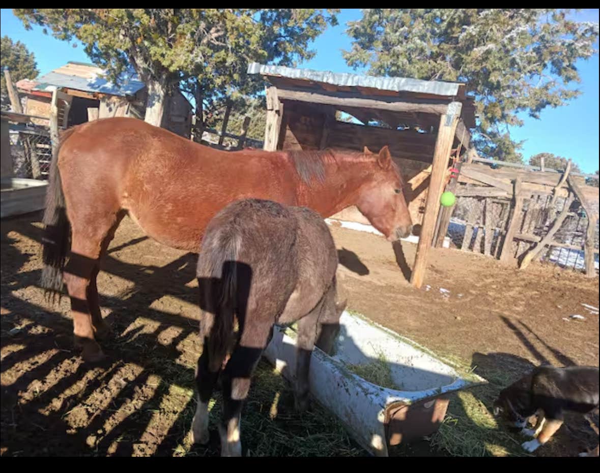 Camper-submitted photo at Nizhoni Ranch near Canyon De Chelly National Monument