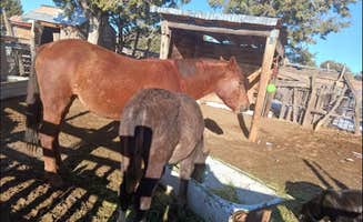 Monica D.'s photo of camping with pets at Nizhoni Ranch near Chinle, AZ