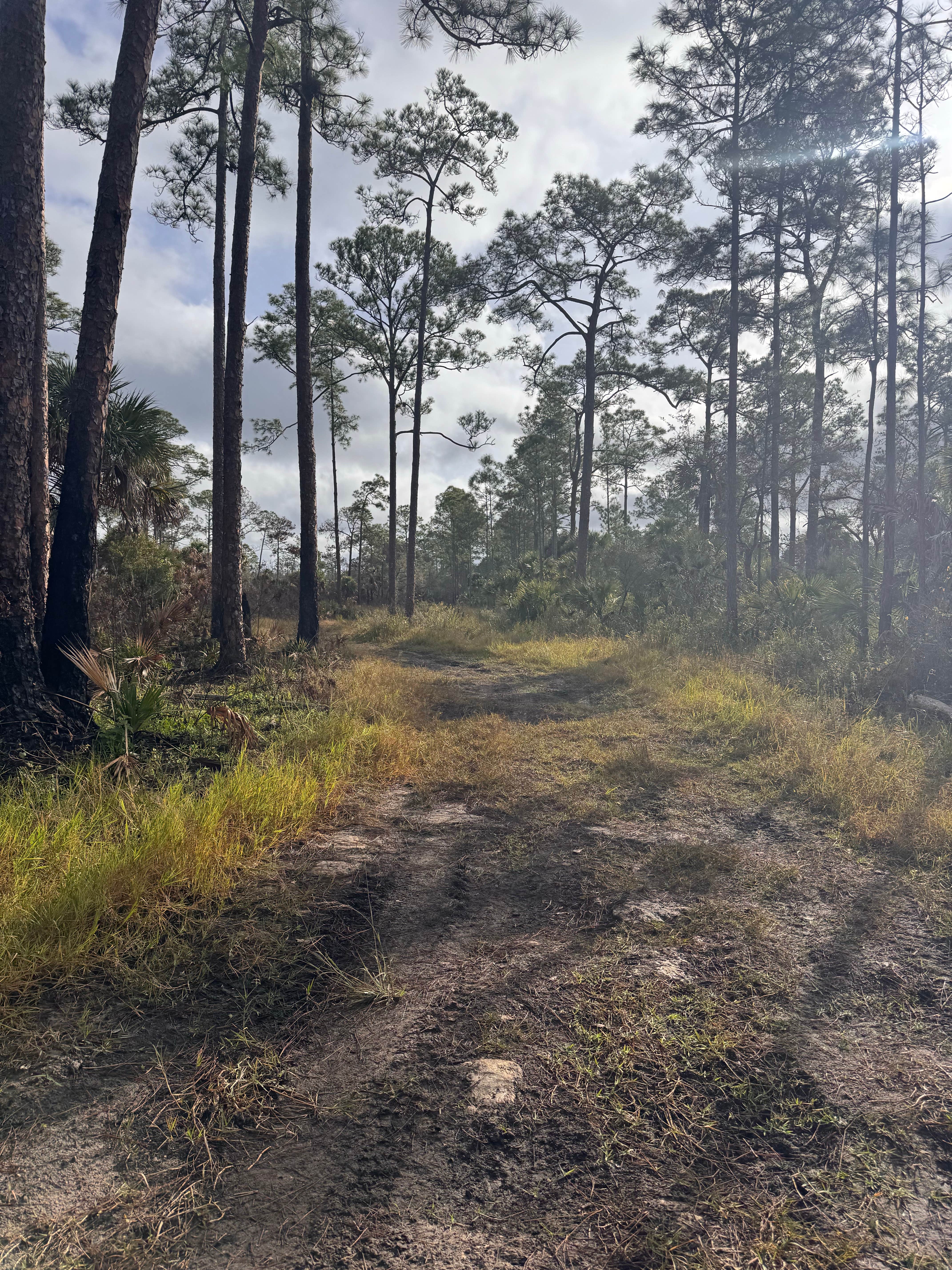 Camper submitted image from Nobles Primitive Camp — Big Cypress National Preserve - 2