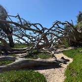 Review photo of North Beach Campground — Pismo State Beach by Kim G., March 8, 2026