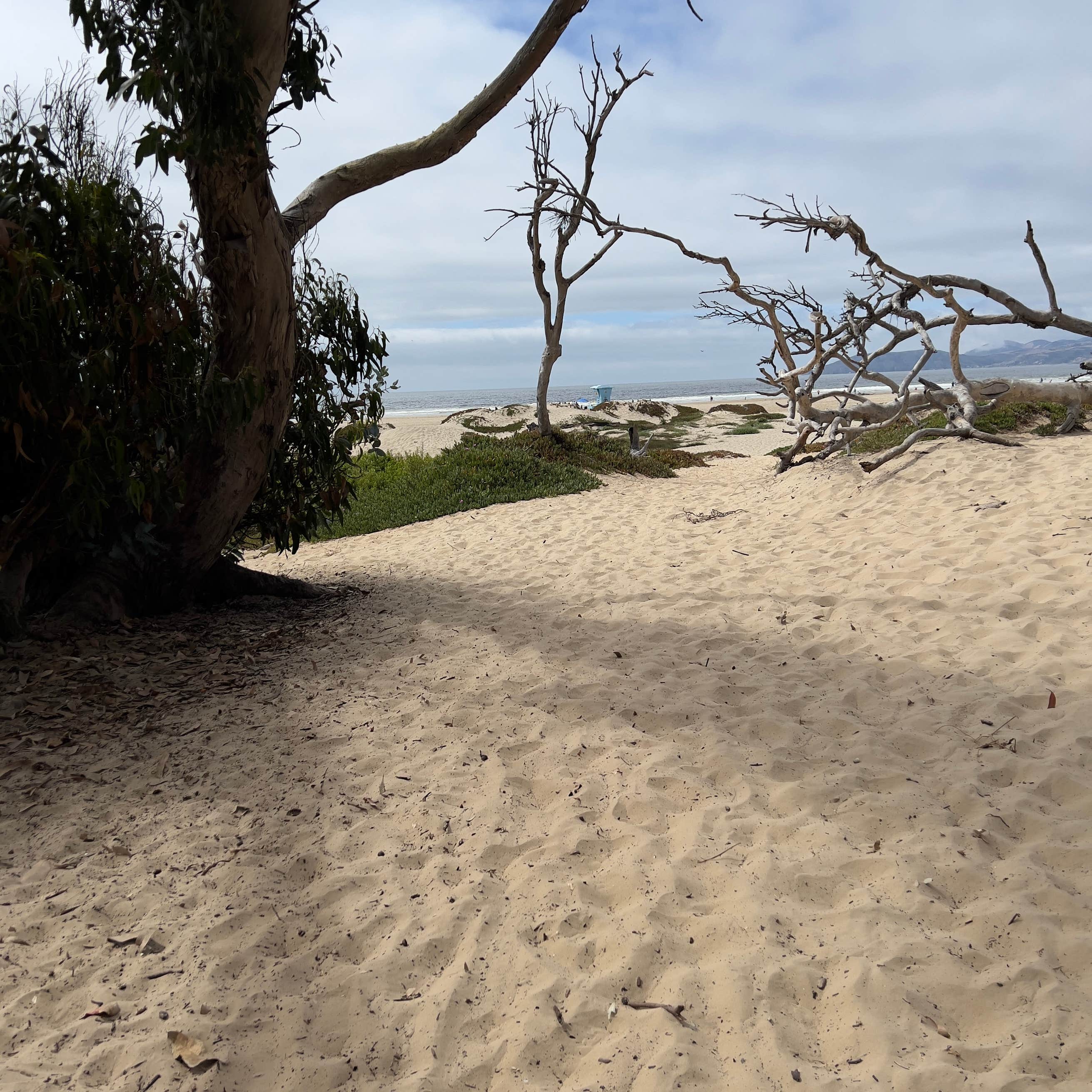 North Beach Campground — Pismo State Beach | Oceano, CA
