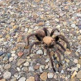 Review photo of North Campground Area — Conchas Lake State Park by luke V., September 22, 2024