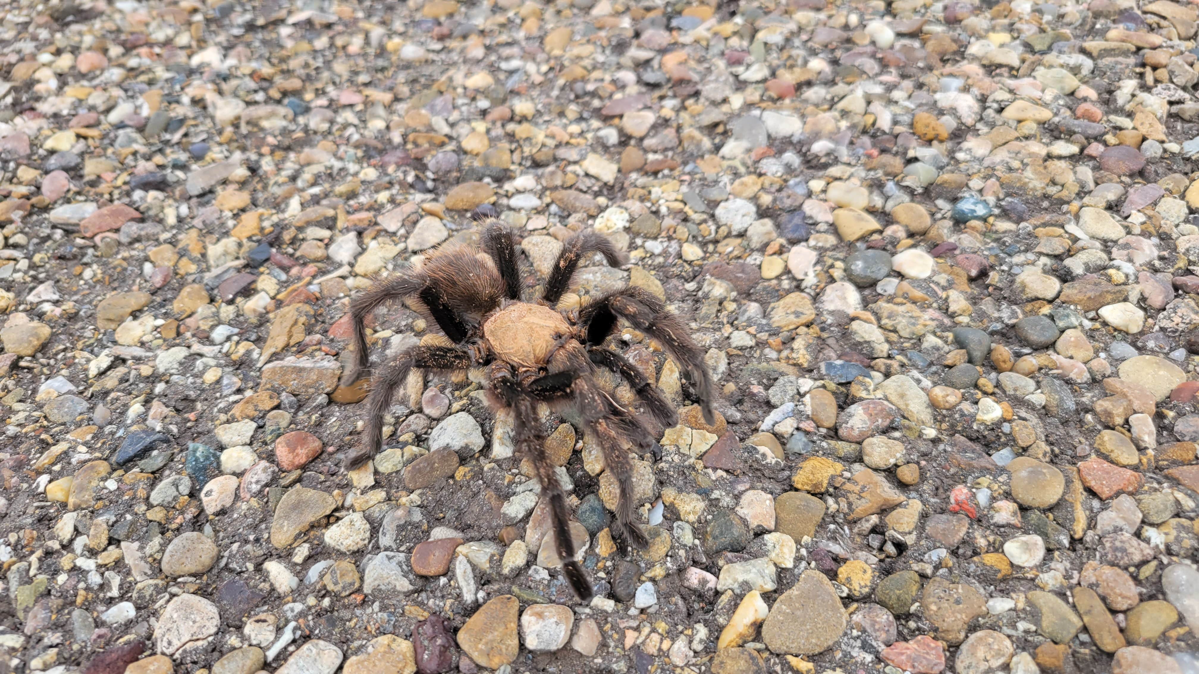 Camper submitted image from North Campground Area — Conchas Lake State Park - 2