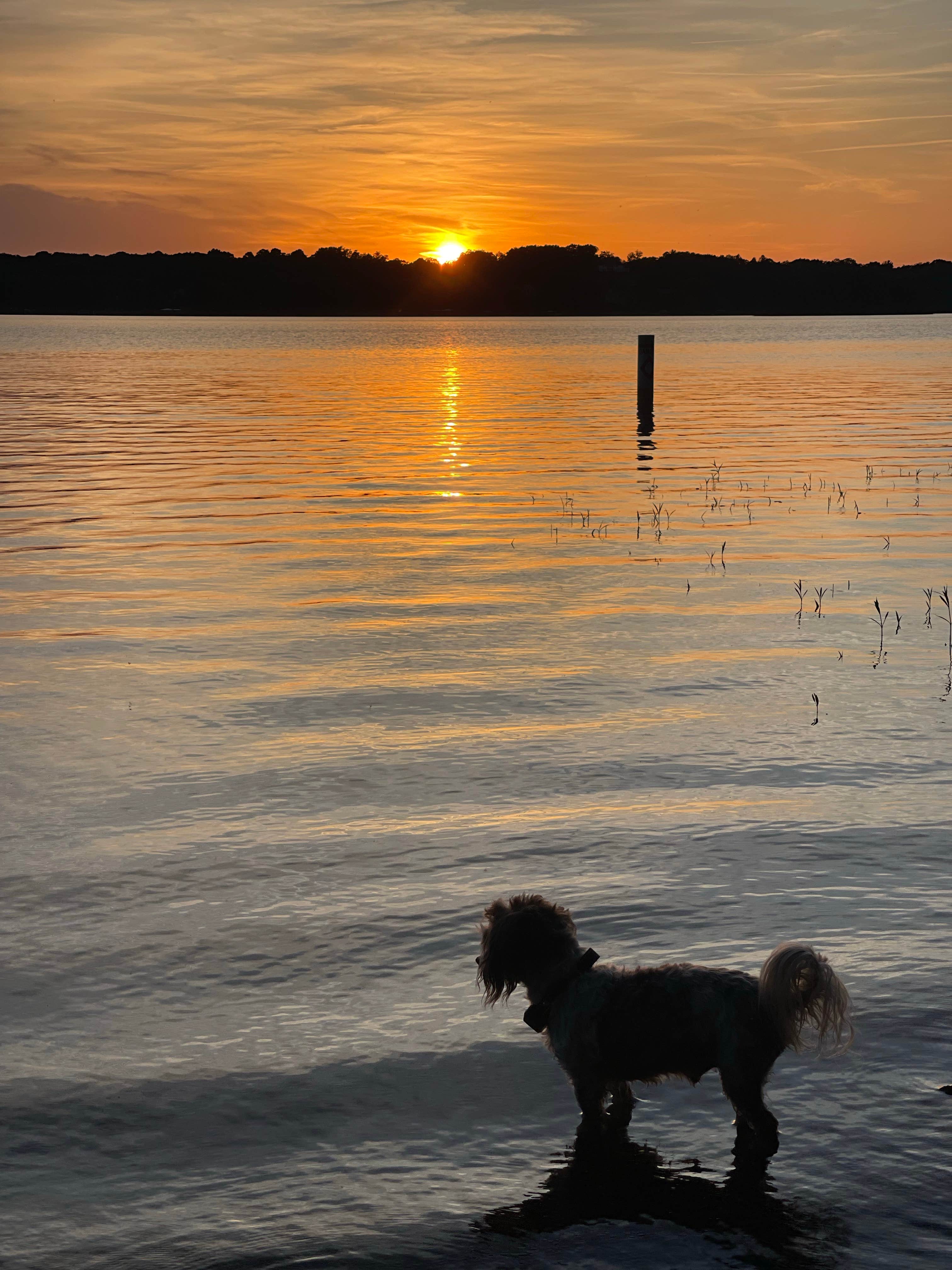 jamie R.'s photo of camping with pets at Badin Lake Campground near Troy, NC