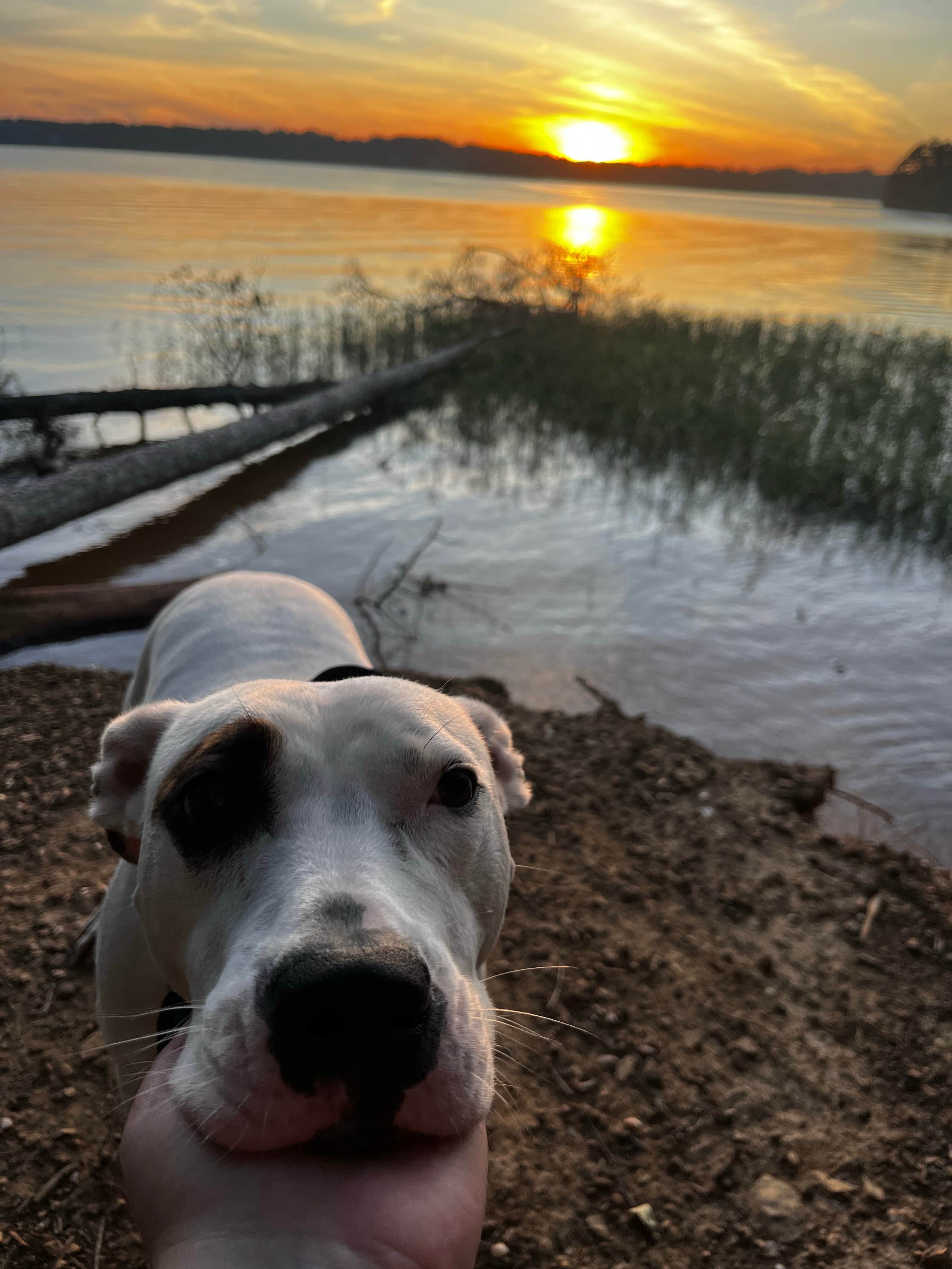 Madison J.'s photo of camping with pets at Badin Lake Campground near Kannapolis, NC