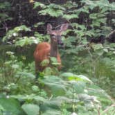 Review photo of Balsam Mountain Campground — Great Smoky Mountains National Park by Robert W., July 11, 2025