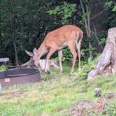 Review photo of Balsam Mountain Campground — Great Smoky Mountains National Park by Robert W., July 11, 2025
