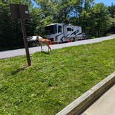 Review photo of Balsam Mountain Campground — Great Smoky Mountains National Park by Robert W., July 11, 2025
