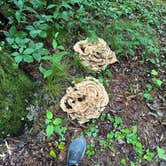 Review photo of Carolina Hemlocks Rec Area by Veronica S., June 19, 2025