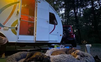 Maria E.'s photo of camping with pets at Davidson River Campground near Brevard, NC