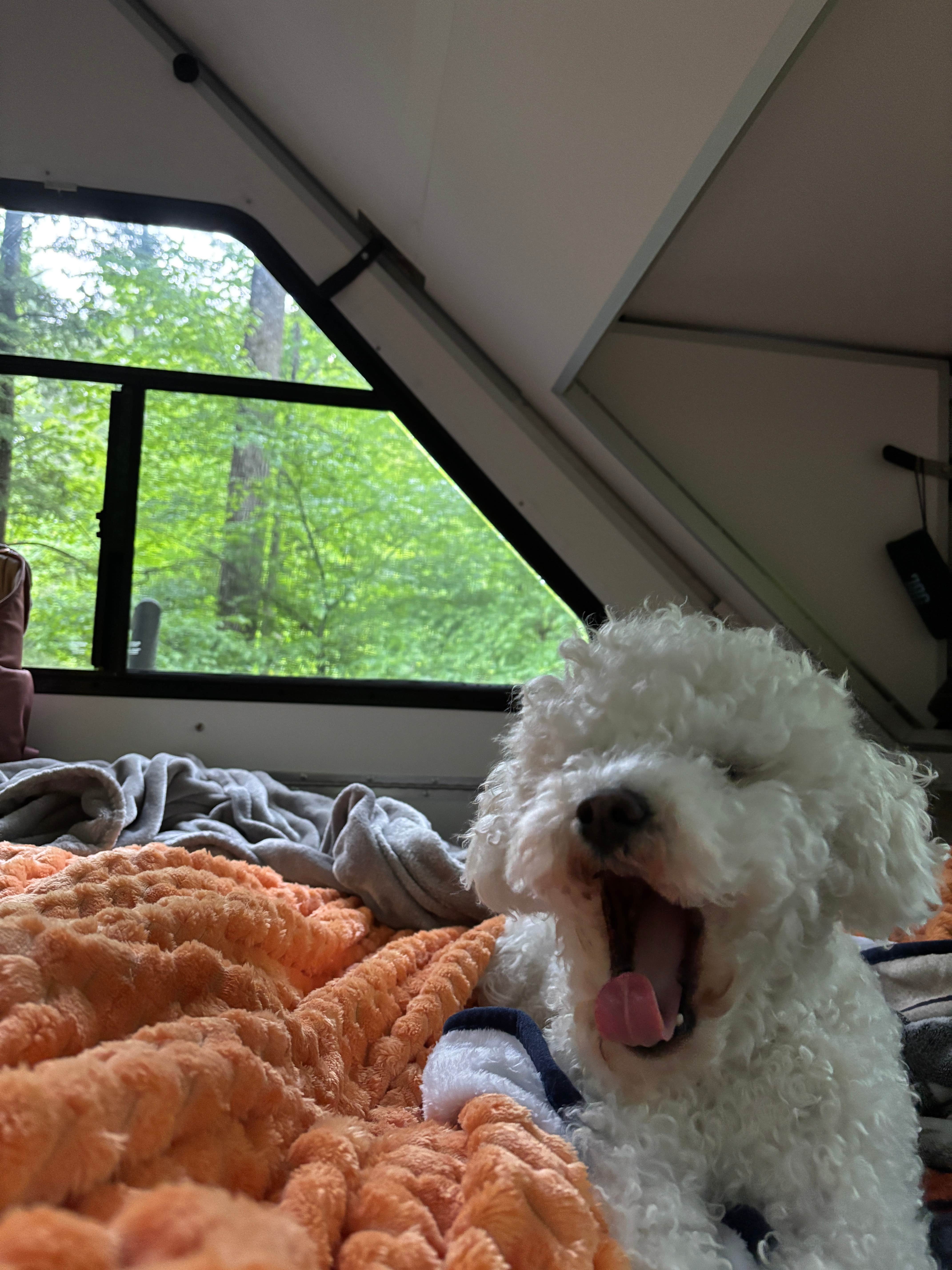 Kasia B.'s photo of camping with pets at Horse Cove near Marble, NC