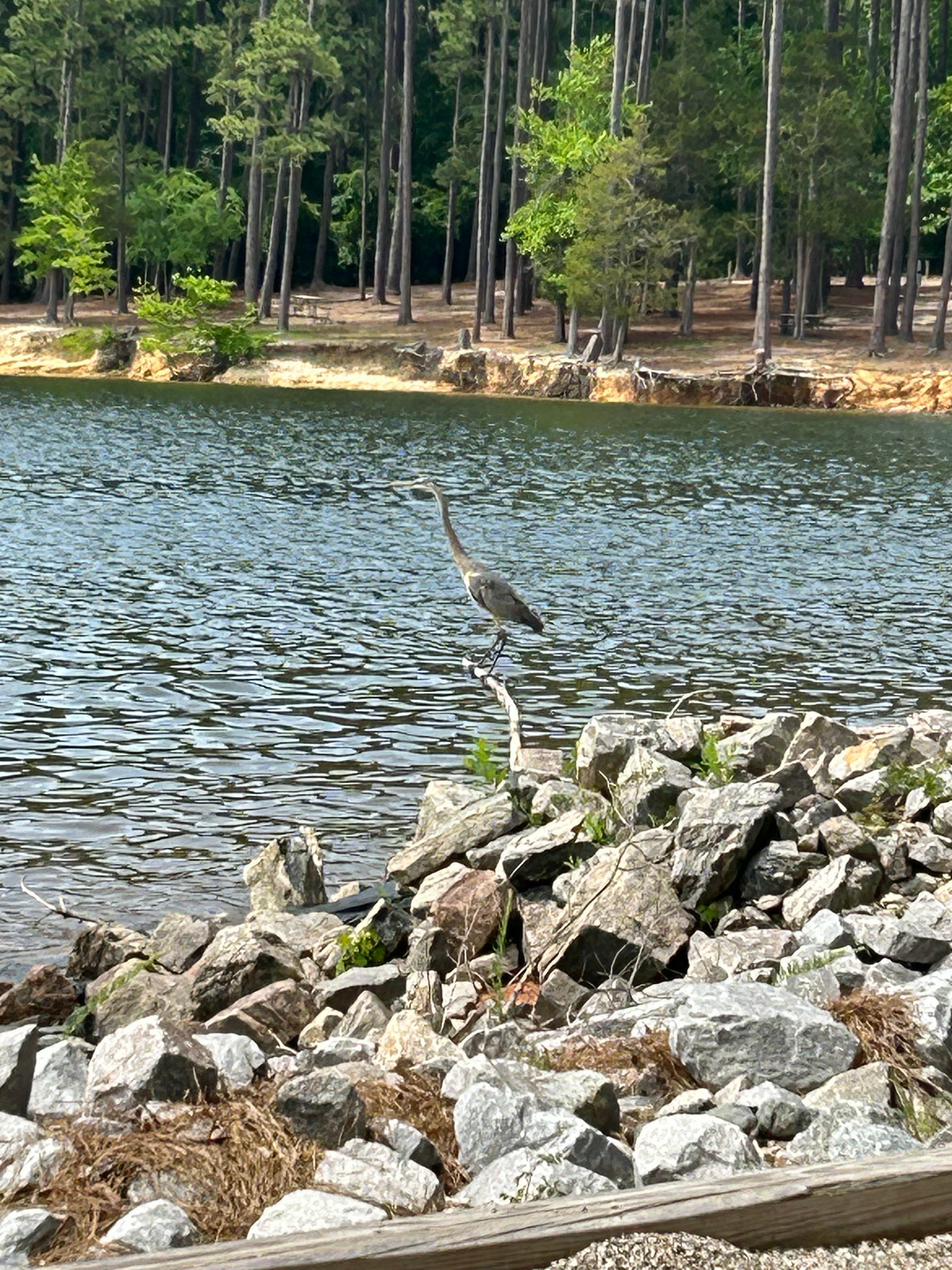 Camper submitted image from Kimball Point — Kerr Lake State Recreation Area - 3