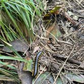 Review photo of Mount Pisgah Campground by Anna W., August 17, 2026