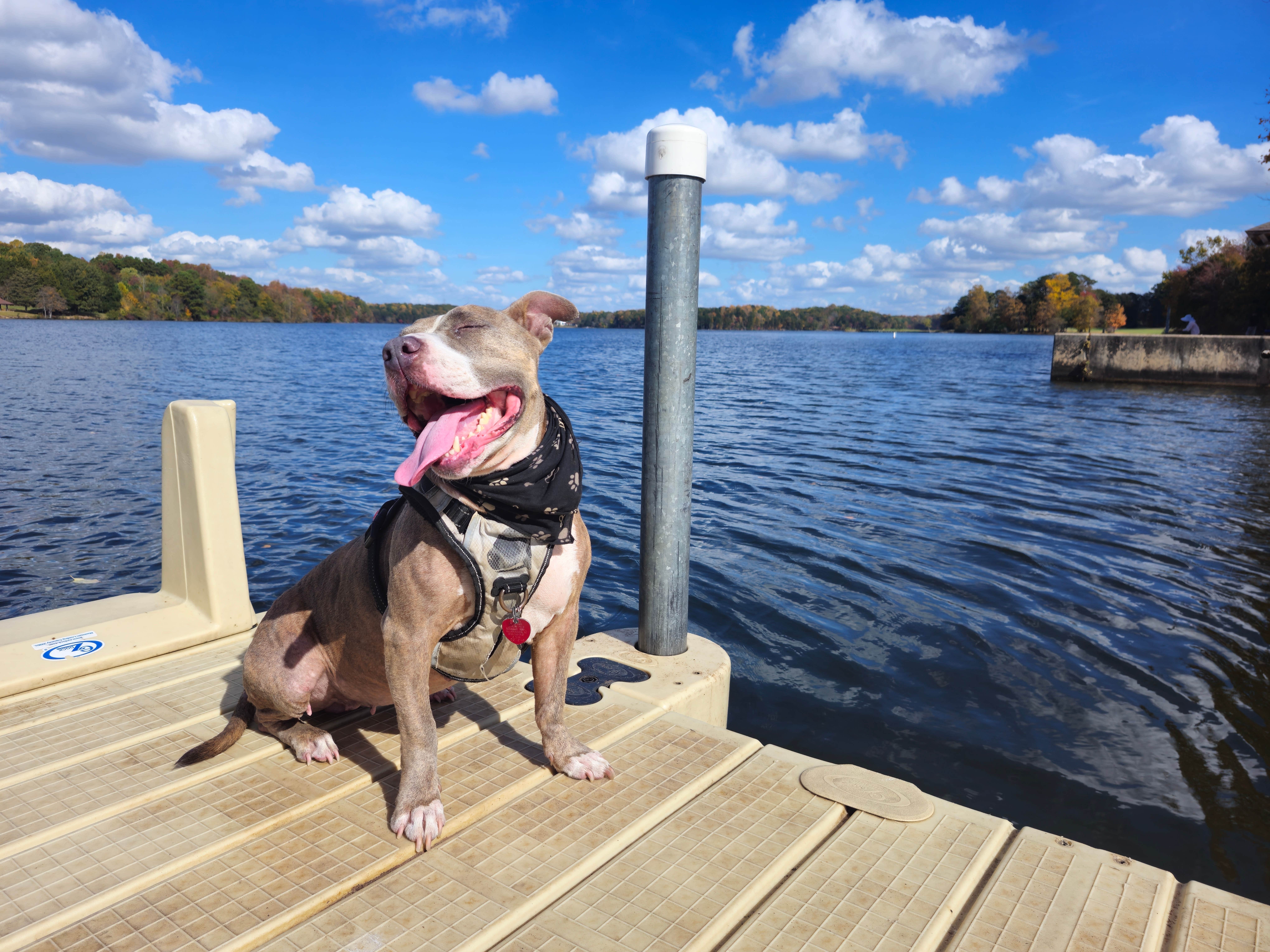Dan S.'s photo of camping with pets at Oak Hollow City Campground near Germanton, NC
