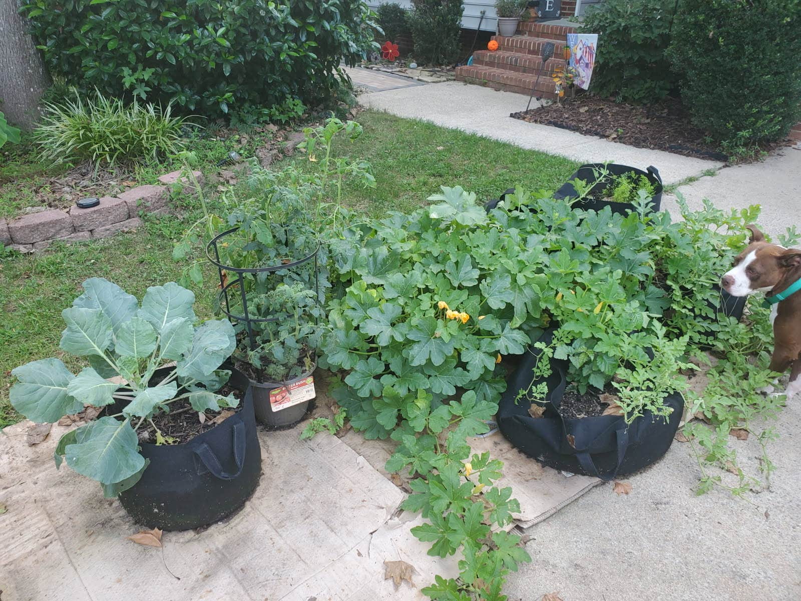 Barbara P.'s photo of camping with pets at North Carolina State Fairgrounds near B. Everett Jordan Lake