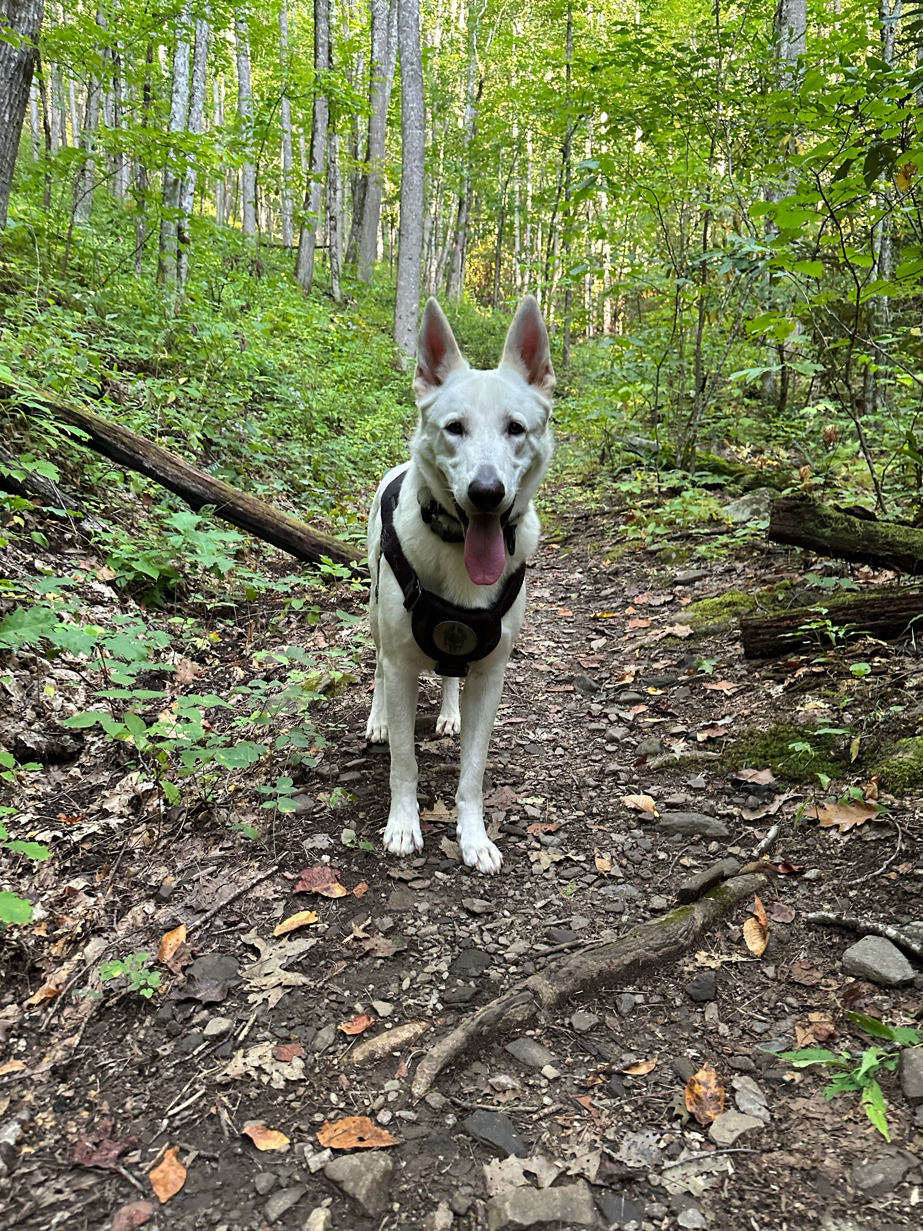 Camper-submitted photo at Tsali Campground near Tusquitee National Forest