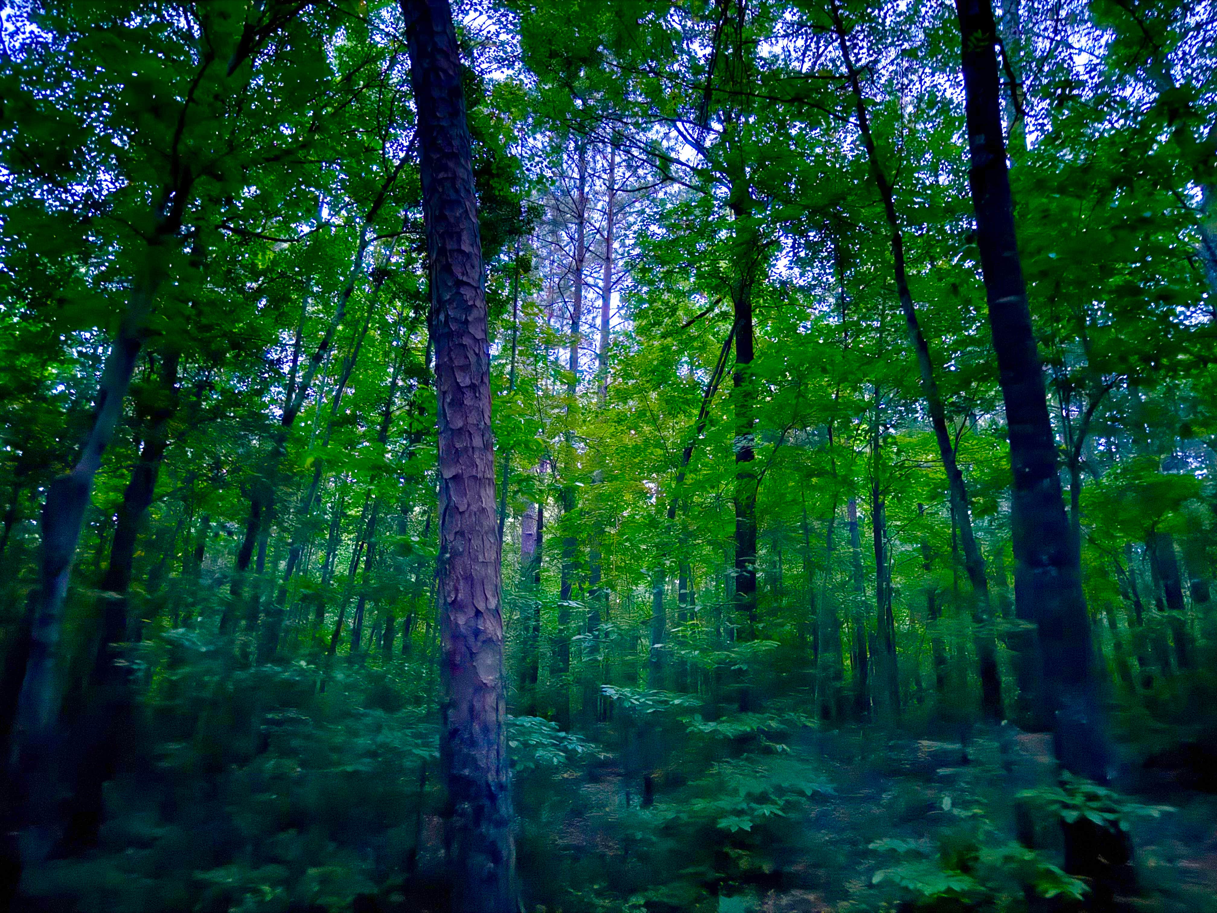 Camper-submitted photo at West Morris Mtn. near Robbins, NC