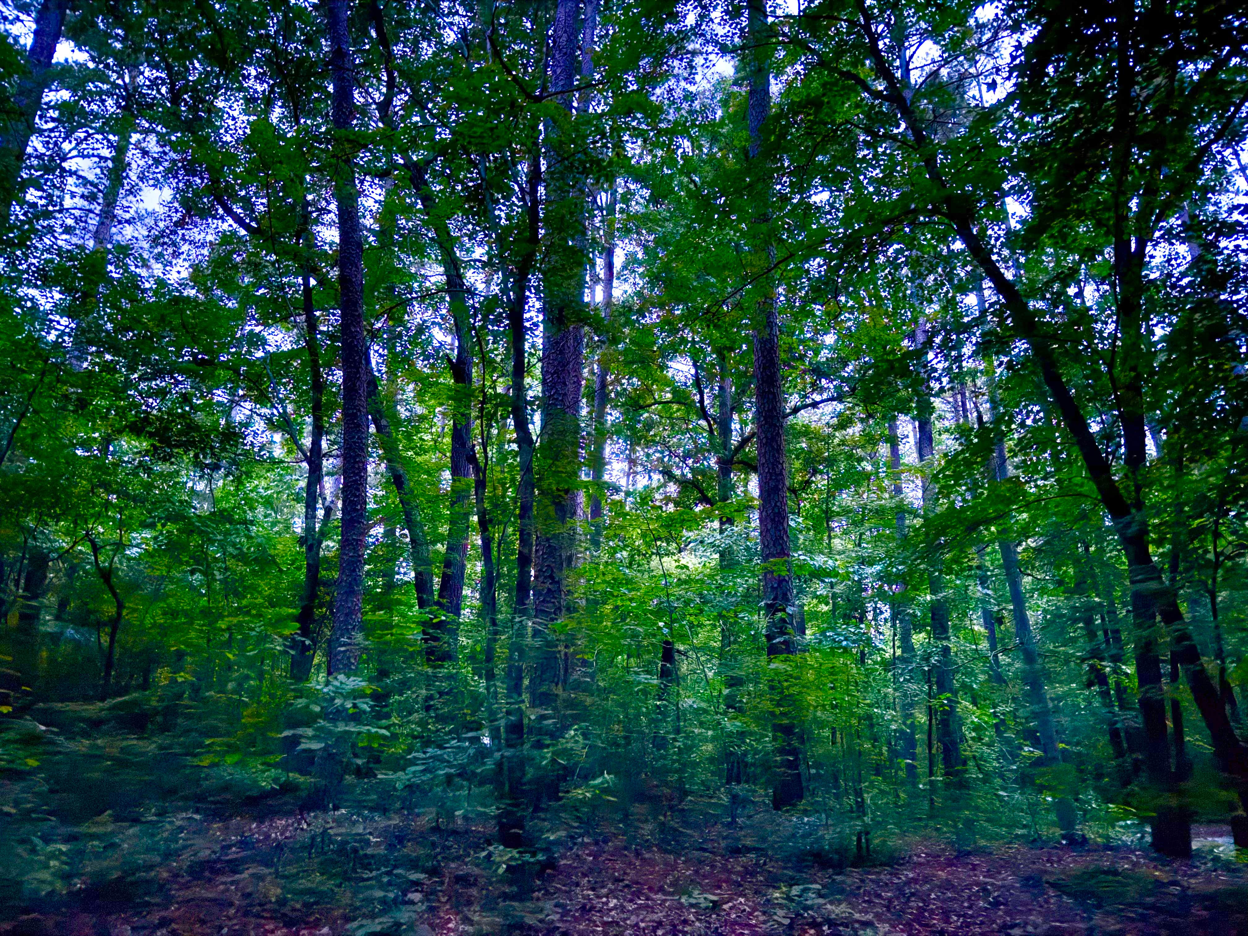 Camper-submitted photo at West Morris Mtn. near Robbins, NC