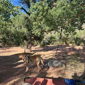 Review photo of North Creek Dispersed Camping by Louis A., June 15, 2025